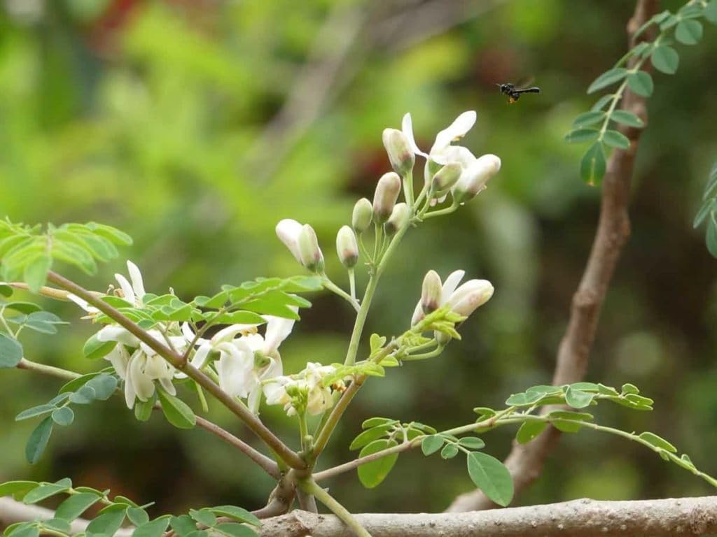 Indian Moringa Seeds High-Yield Drumstick Seeds for Home Garden, Terrace Gardening, Organic Vegetable Farming, Easy to Grow, Fast Germination, Suitable for Pots and Outdoor Planting (Pack of 15)