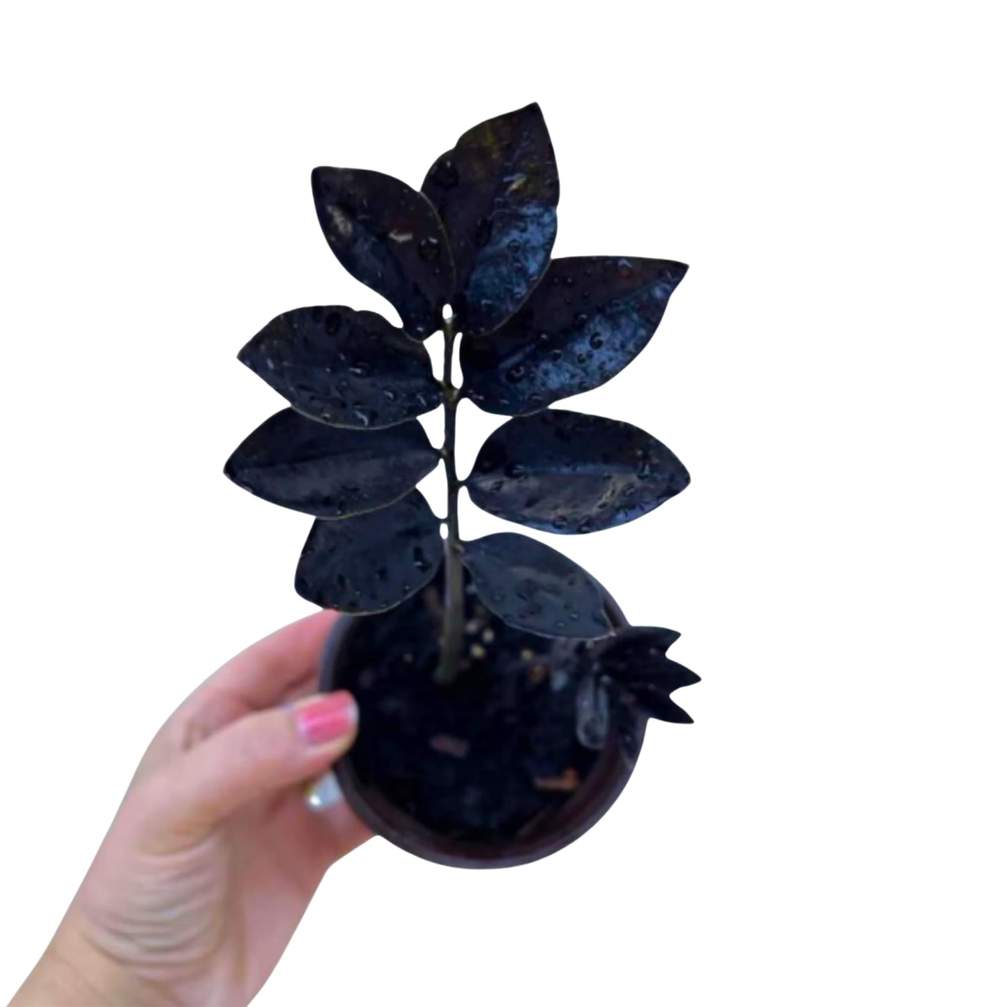 PLANTVERS Raven ZZ Plant in Nursery Pot | Zamioculcas Zamiifolia ‘Raven’ | Low-Light Black Foliage Indoor Plant | Drought-Tolerant Air Purifier for Home or Office (3" Grow Pot)