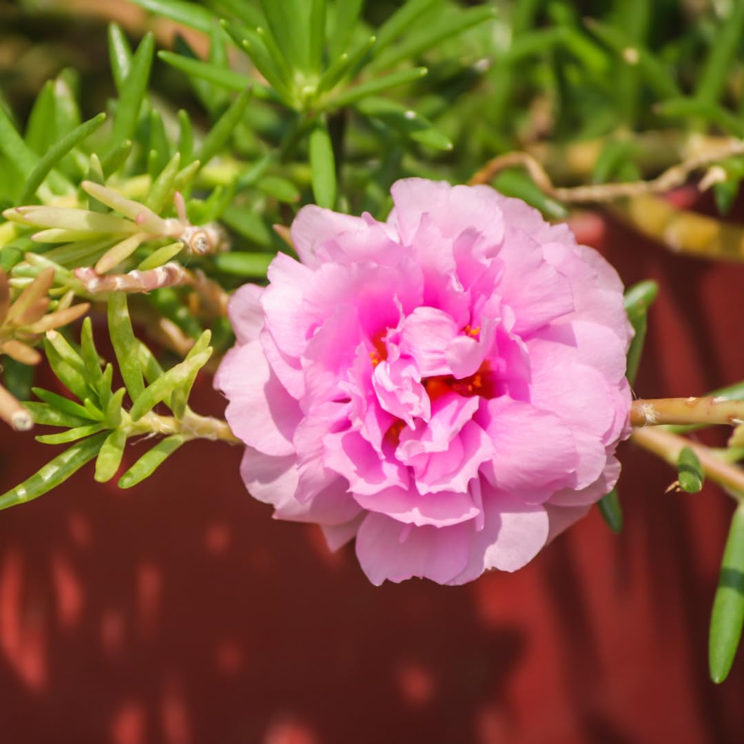Set of 4 Live Portulaca Plants, Moss Rose Flower Plants, 4–7 Inches Tall, Ready for Indoor or Outdoor Planting (Deep Pink Portulaca)