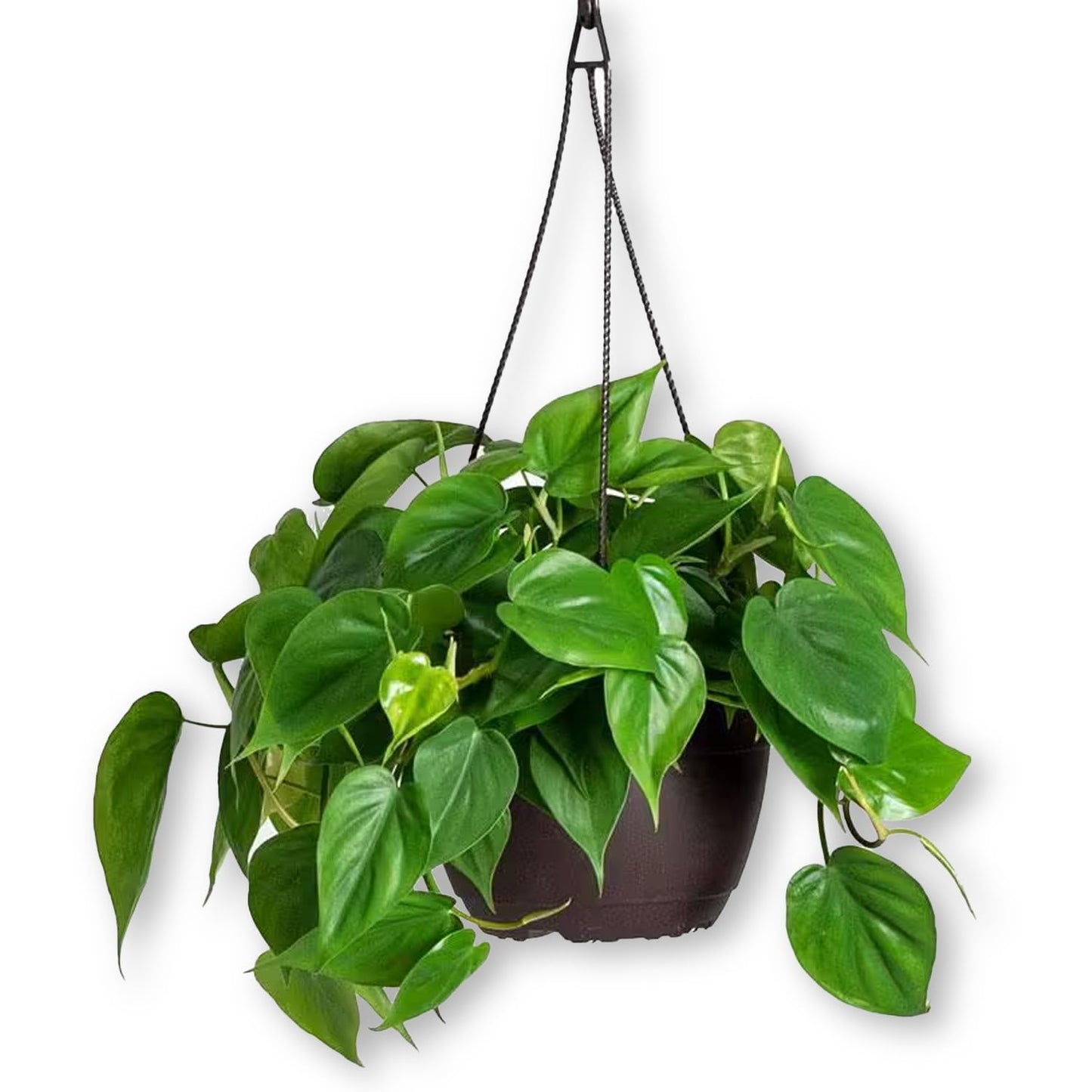 Wekiva Foliage Sweetheart Philodendron Hanging Basket - Live Plant in an 8 Inch Hanging Basket - Philodendron Cordatum - Rare and Elegant Indoor Houseplant