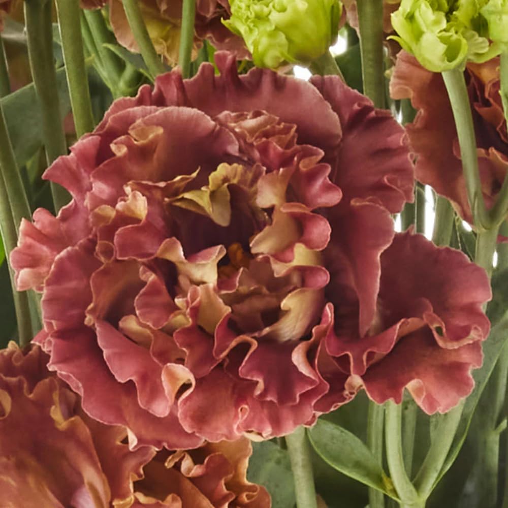 Combo 3 Eustoma Lisianthus Live Plants, Well-Rooted Starter Plug Size, Thornless Love Rose Plant Zones 8 to 10, Cold Hardy, 3 to 4 Inches in Tall, No Pot, Brown Pink to Burgundy