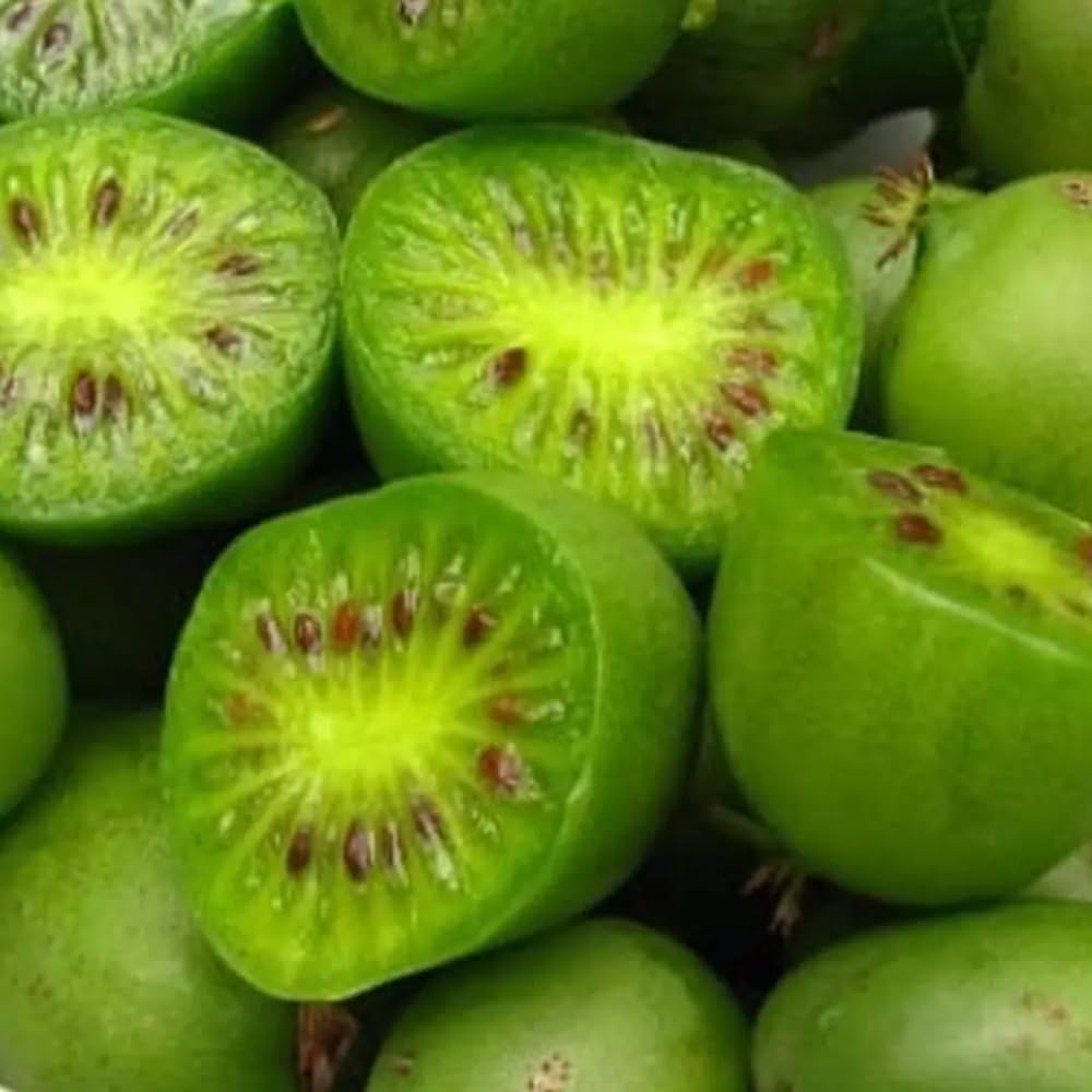 Kiwi Plant Live, Hardy Kiwi Berries Plant, Well Rooted Starter, 5-8" Tall, Kiwi Tree Live Plant, Kiwi Vine Live Plant