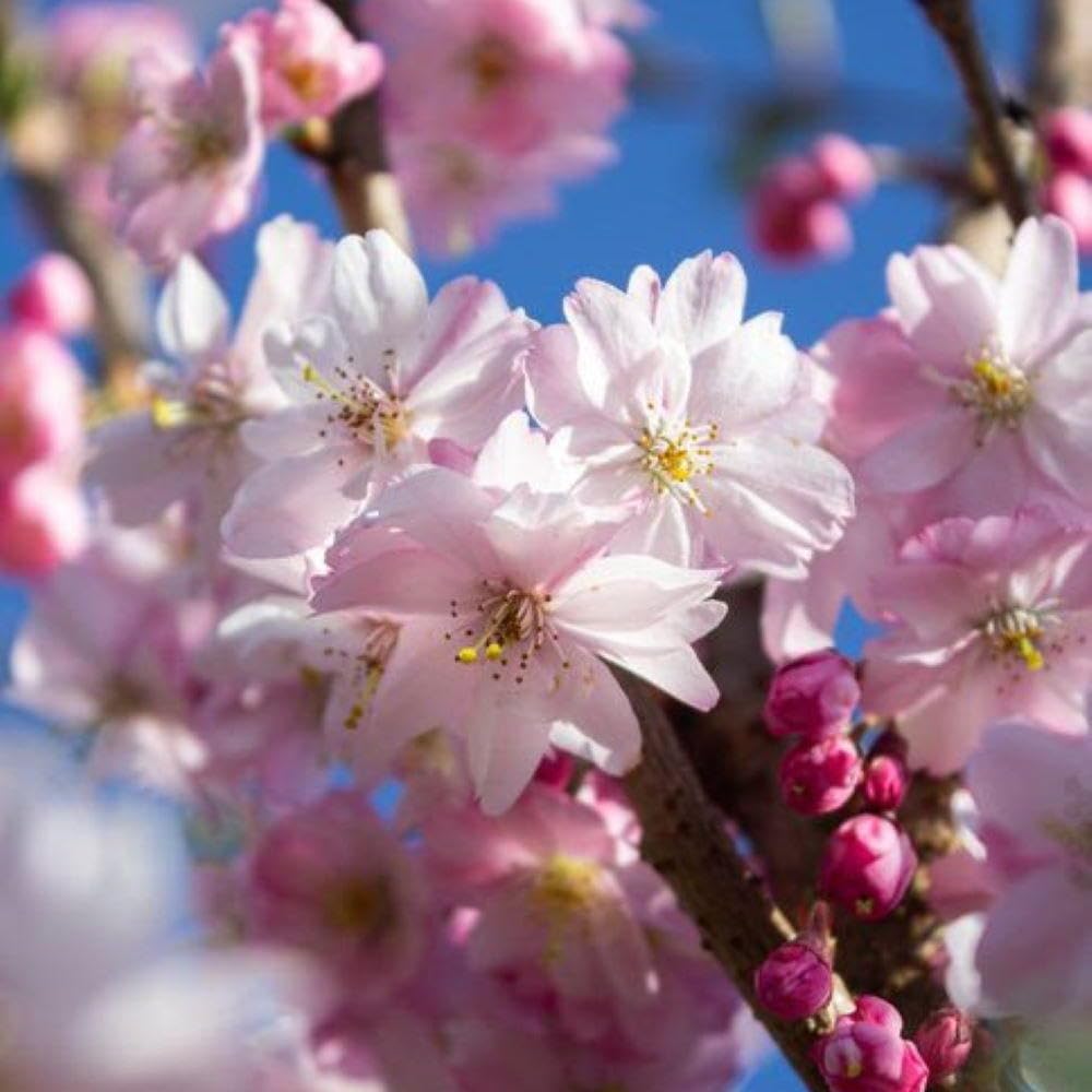 Cherry Blossom Tree Live Plant, 8-12" Tall, Ornamental Flowers for Outdoor Planting, in Pot (Autumn Cherry)