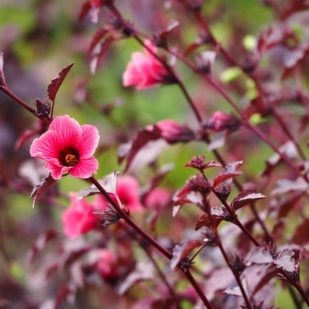 Pack of 2 Cranberry Hibiscus Plants Live, Red Hibiscus Plants Live for Flowering, 4-6" Tall