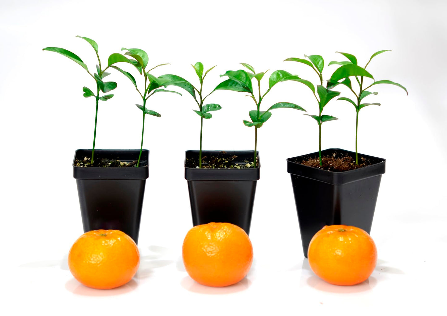 Gerald Winters and Son Satsuma Mandarin Tree - Pot of 2 Starter Plants. Citrus unshiu. 3'' - 5'', Orange