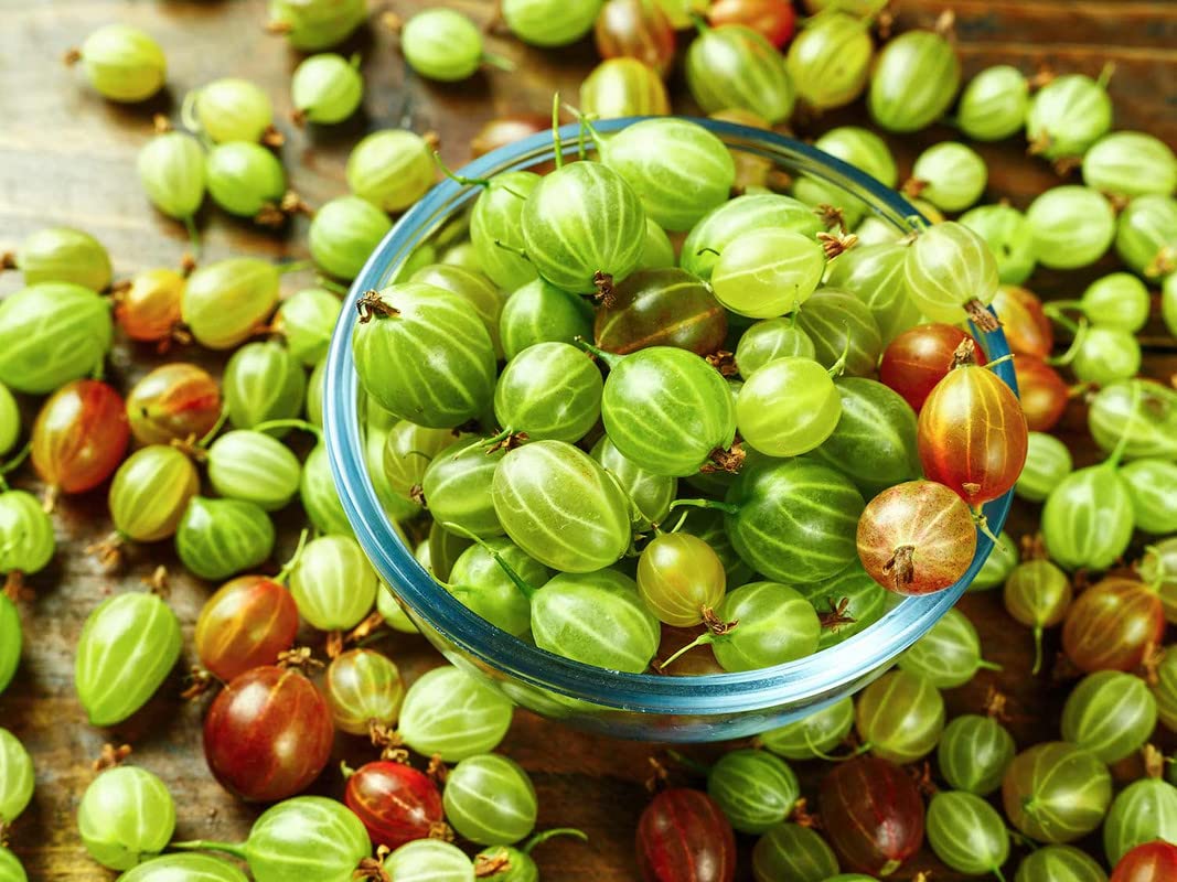 Pixwell Gooseberry Plant Live for Planting, Gooseberry Bush Live Plant Gooseberry Starter Plant Ready to Grow
