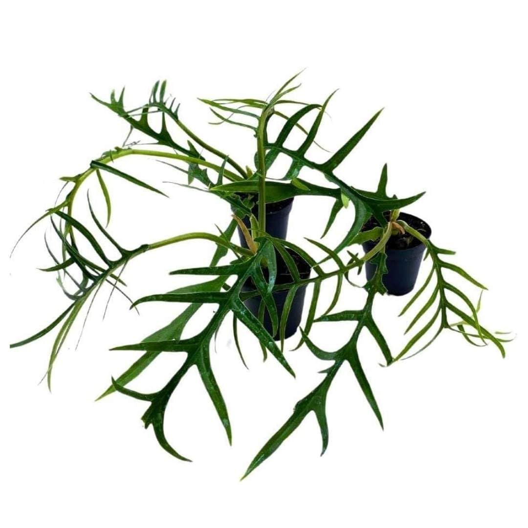 BubbleBlooms Philodendron Tortum 2 inch Set of 3 Corkscrew Philo Elegans bipinattifidum Tiny Mini Pixie Plants