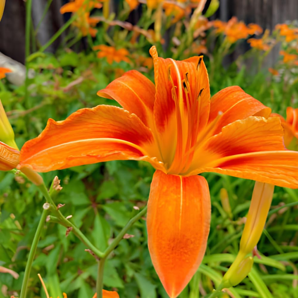 50 Wild Orange Daylily Live Roots, Hemerocallis Fulva, Vigorous Orange Flowering Perennial for Garden Borders
