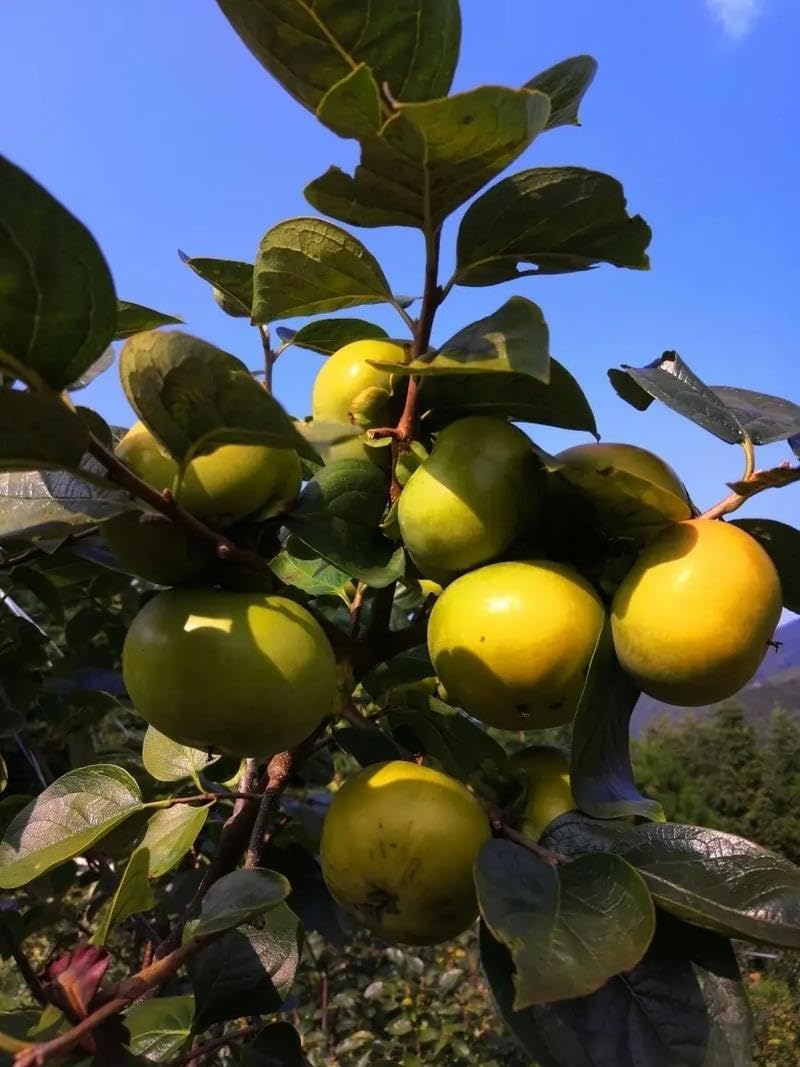 100 Pcs Persimmon Tree Seeds. Japanese Persimmon Fruit Tree Seeds for Planting. Exotic Fuyu Persimmon Seeds, Non-GMO Diospyros Kaki Seeds for Home Gardening