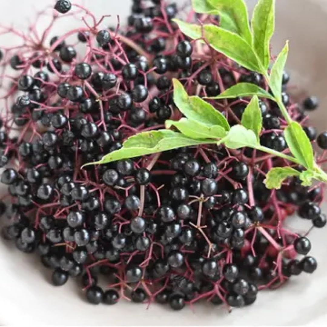 Sweet Elderberry Plant Live Tree 1 Year Old, Perennial Fruiting Shrub, 6-10" in Tall, Spring Planting Outdoor