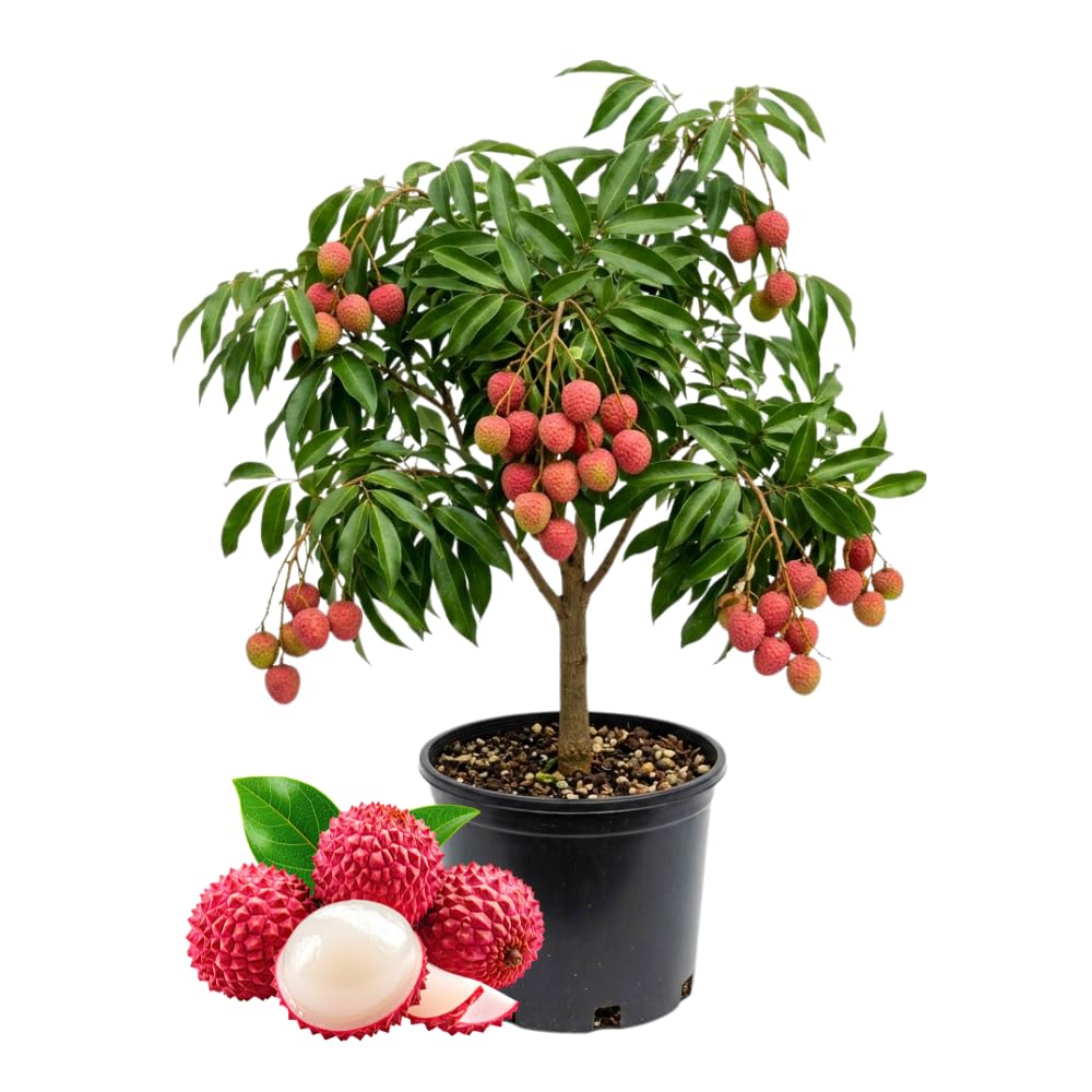 Lychee Trees Live Plants, Lychee Fruit Tree, 2-3 Feet Tall, 3 Gallon Pot, Fragrant and Sweet Tropical Fruit Tree, Outdoor Growing, No Ship to CA