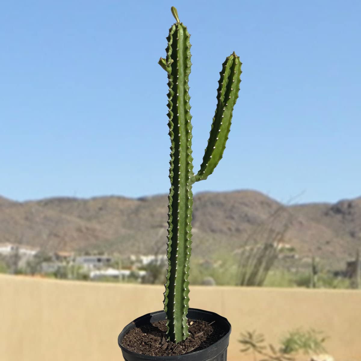 Cactus Outlet - Cactus Plants Live, Euphorbia Royaleana Live Cactus 18”-24" - Rare Large Live Cactus - Landscape Ready Large Cactus Plant Live Delivered Right to Your Door