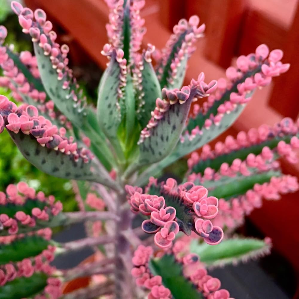 Kalanchoe Plant Live, Mother of Thousands Live Plant in 2" Pot, Rare Succulent Indoor Houseplant (Pink Butterfly Kalanchoe)