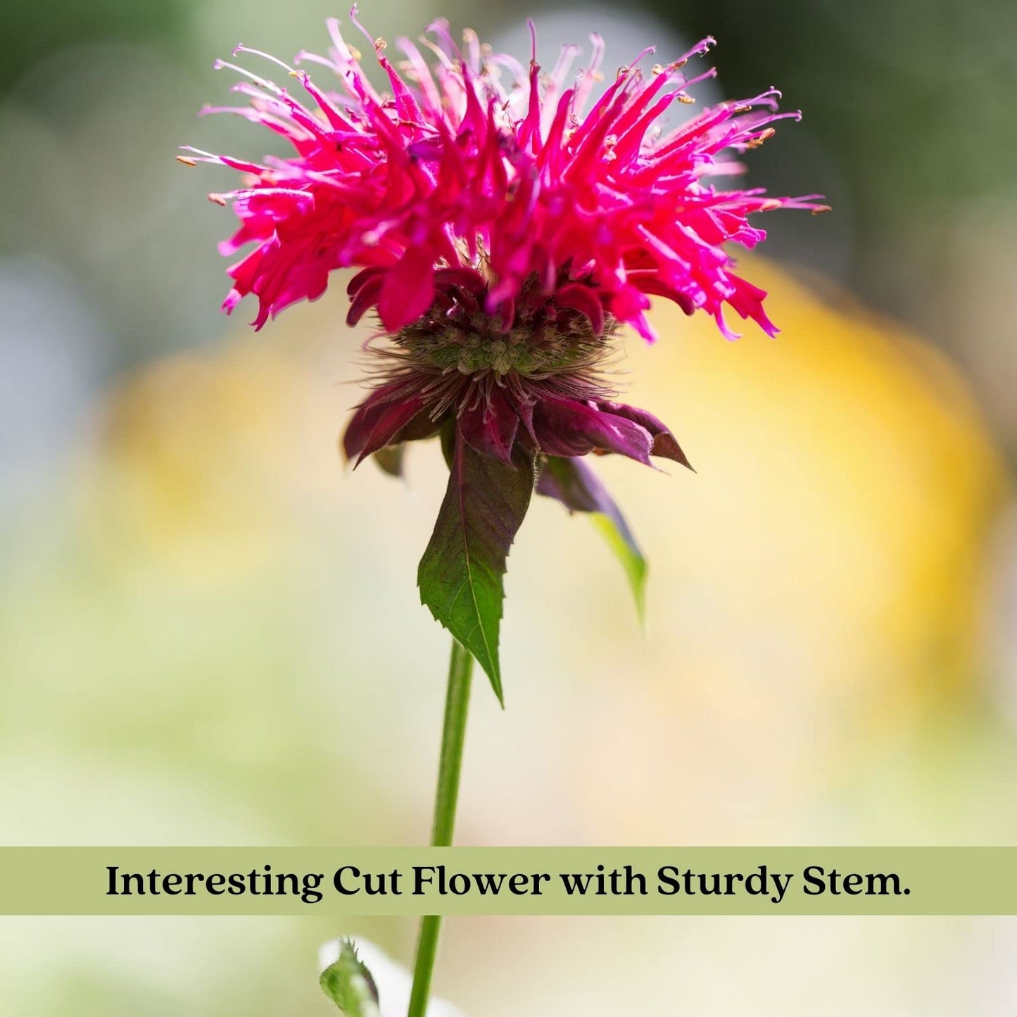 Clovers Garden Bee Balm Jacob Kline (Monarda) Plants – Two (2) Live Plants – Non-GMO - Not Seeds - Each 4" to 8" Tall – in 4" Inch Pots – Hardy Flowering Perennial, Pollinator Favorite (Jacob Kline)