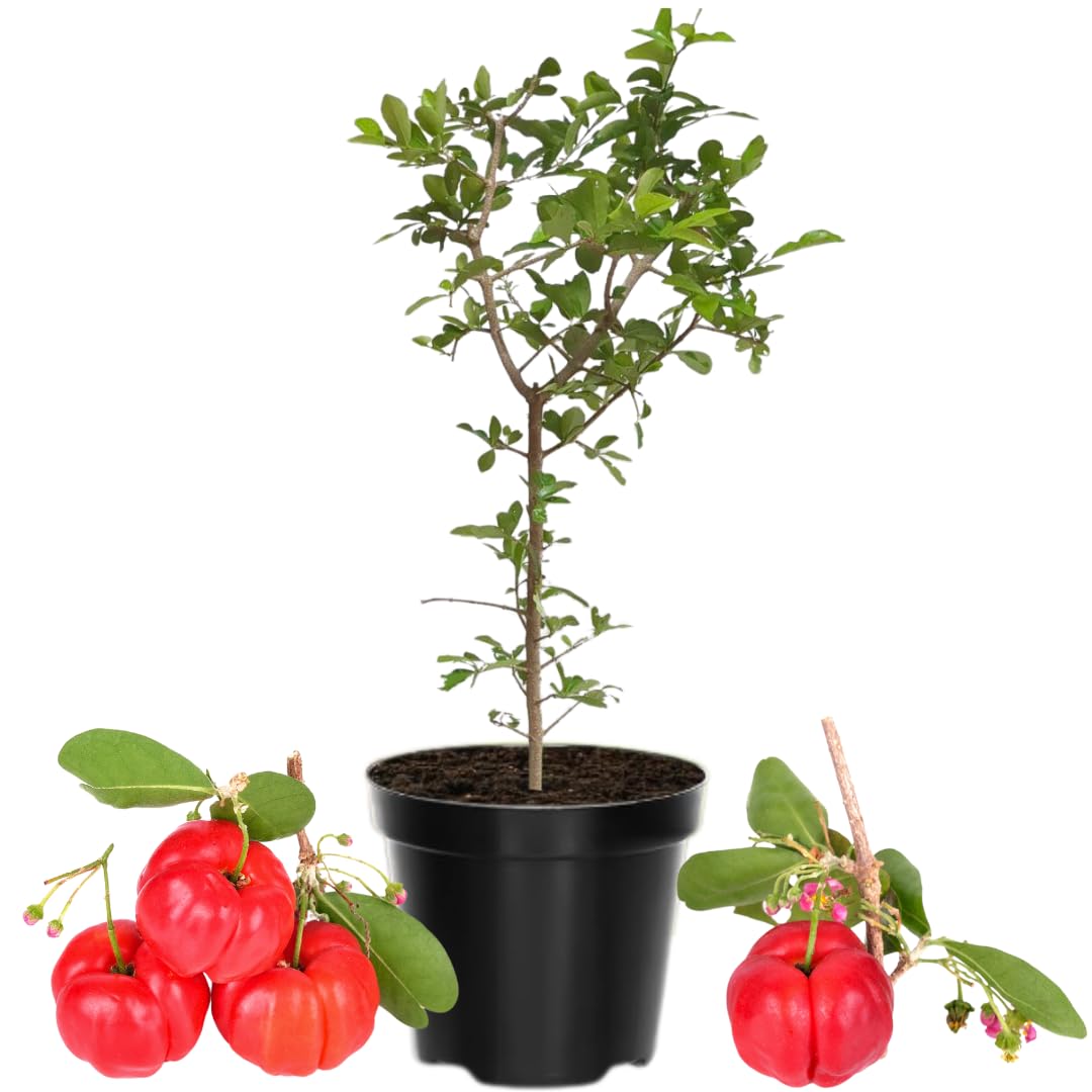 Barbados Cherry Tree, 4-8 Inch Tall, Acerola Barbados Cherry Plant Live for Planting Indoor Outdoor Ornamental Garden, No Pot