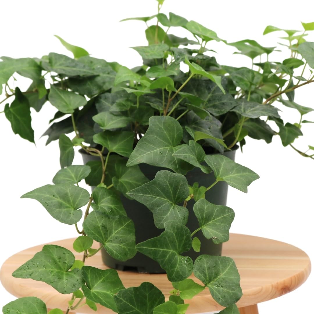 American Plant Exchange English Ivy – Live 6-Inch Potted Trailing Vine, Low-Maintenance Air-Purifying Houseplant for Hanging Baskets, Shelves & Indoor Home or Office Décor