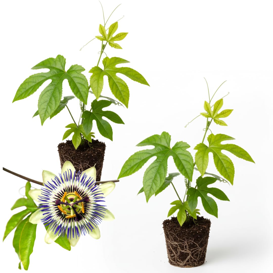 2 Count Purple Passion Flower Vine Live Plant | Maypop Plant | Passiflora Incarnata Live Plant | 4 to 8 Inch Tall | Well-Rooted for Home & Garden