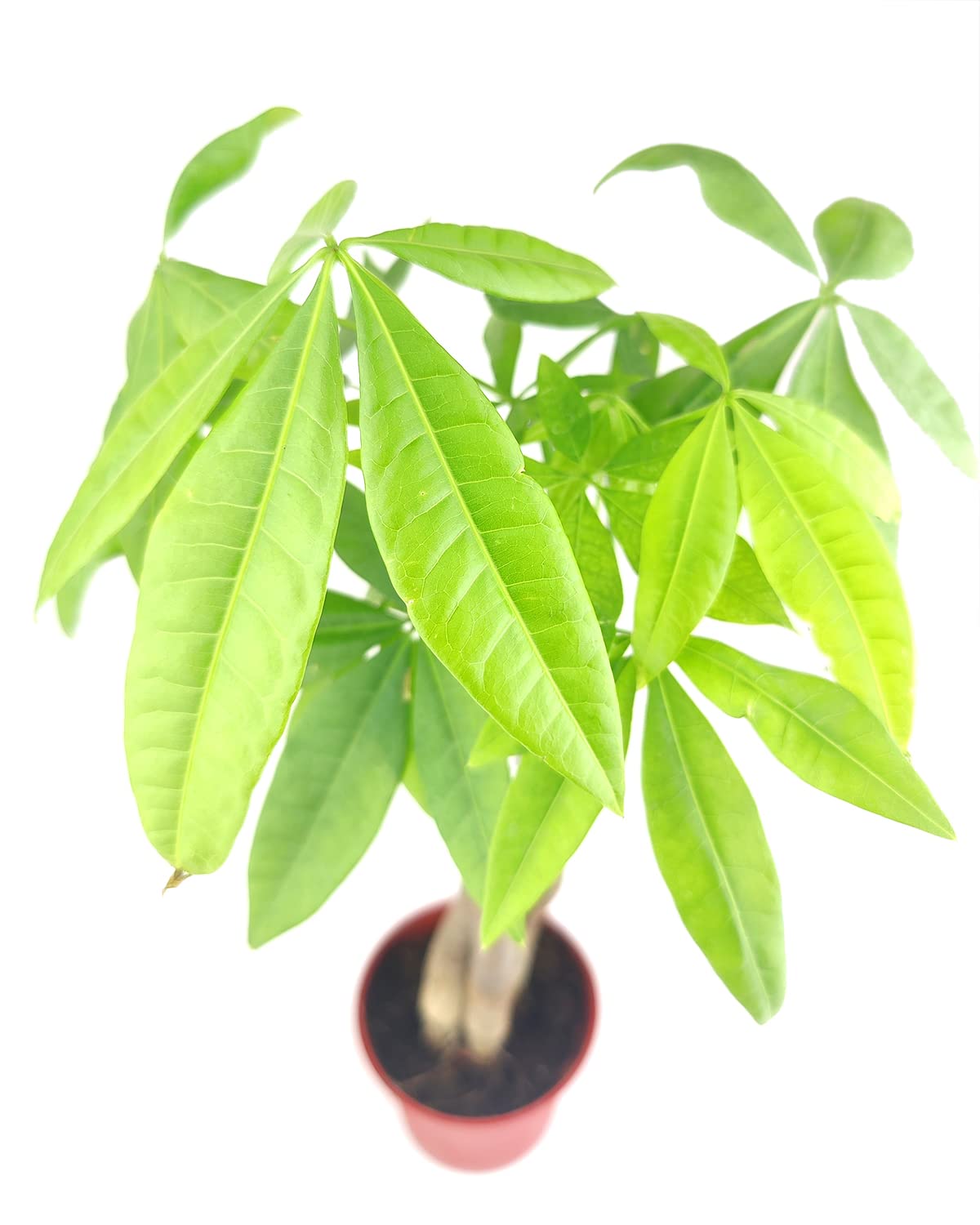 Braided Pachira Stump Money Tree (4" Grower Pot) - Feng Shui Lucky Plant for Home Office Decoration - Best Indoor Air Purifier Houseplant for Beginners - Low Light and Easy to Care Houseplant