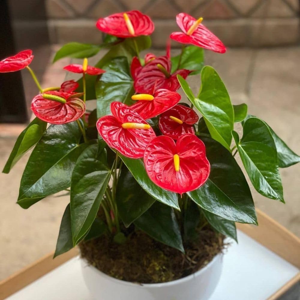 Red Anthurium Live Plant, 6 Inch Pot, Ornamental Anthurium Plant, Indoor Flowering Houseplant for Home Decor and Office