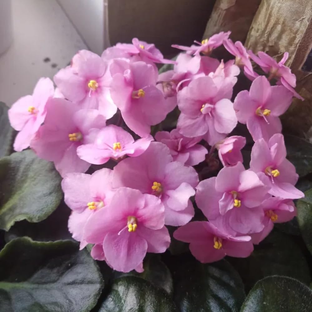 African Violet Live Plant in 4 Inch Pot, Flowering Houseplant, Easy Care Indoor Plant with Vibrant Blooms (Light Pink African Violet)