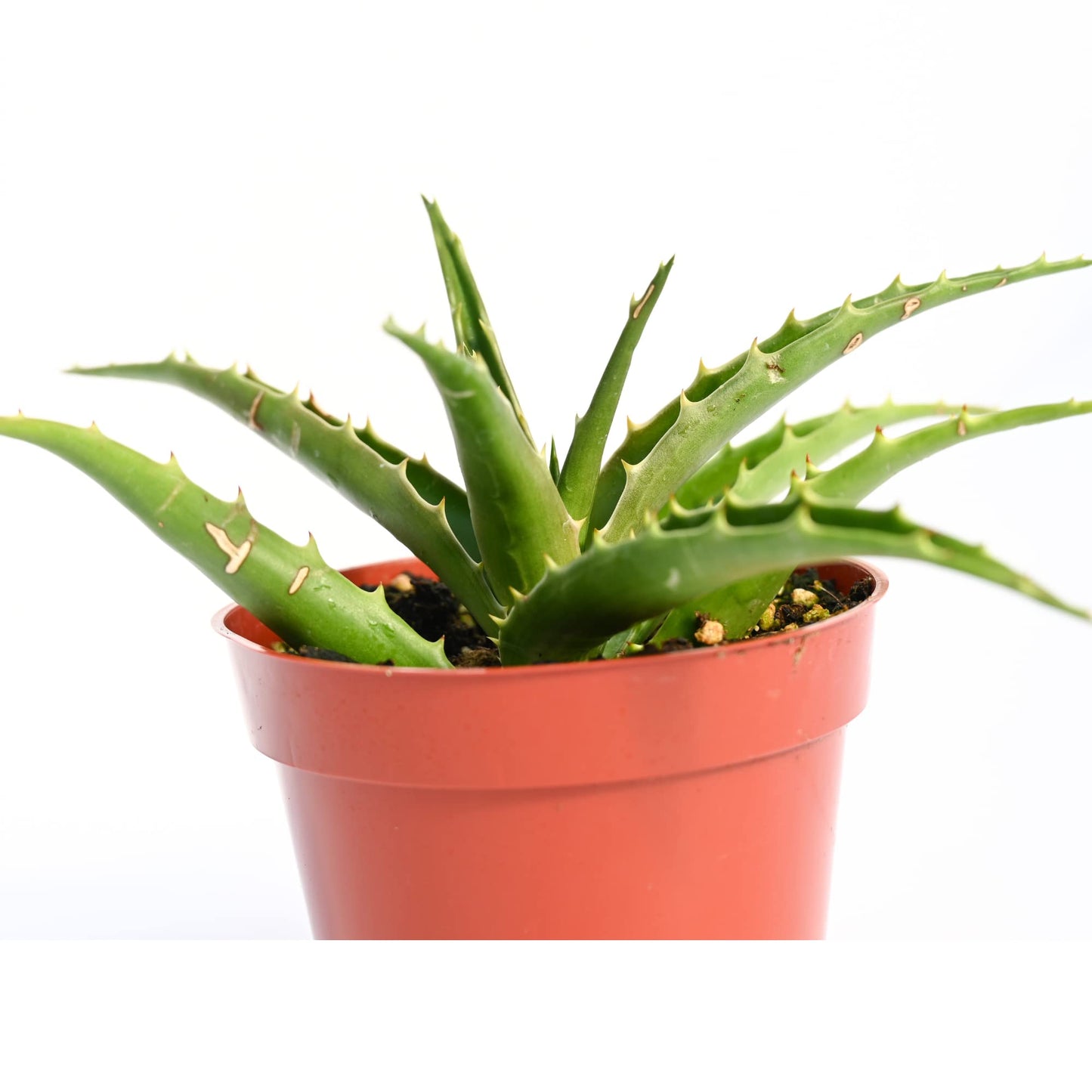 Live Aloe Succulent Plant – Fully Rooted Large 4-Inch Aloe Succulent (Aloe Morning Dew)