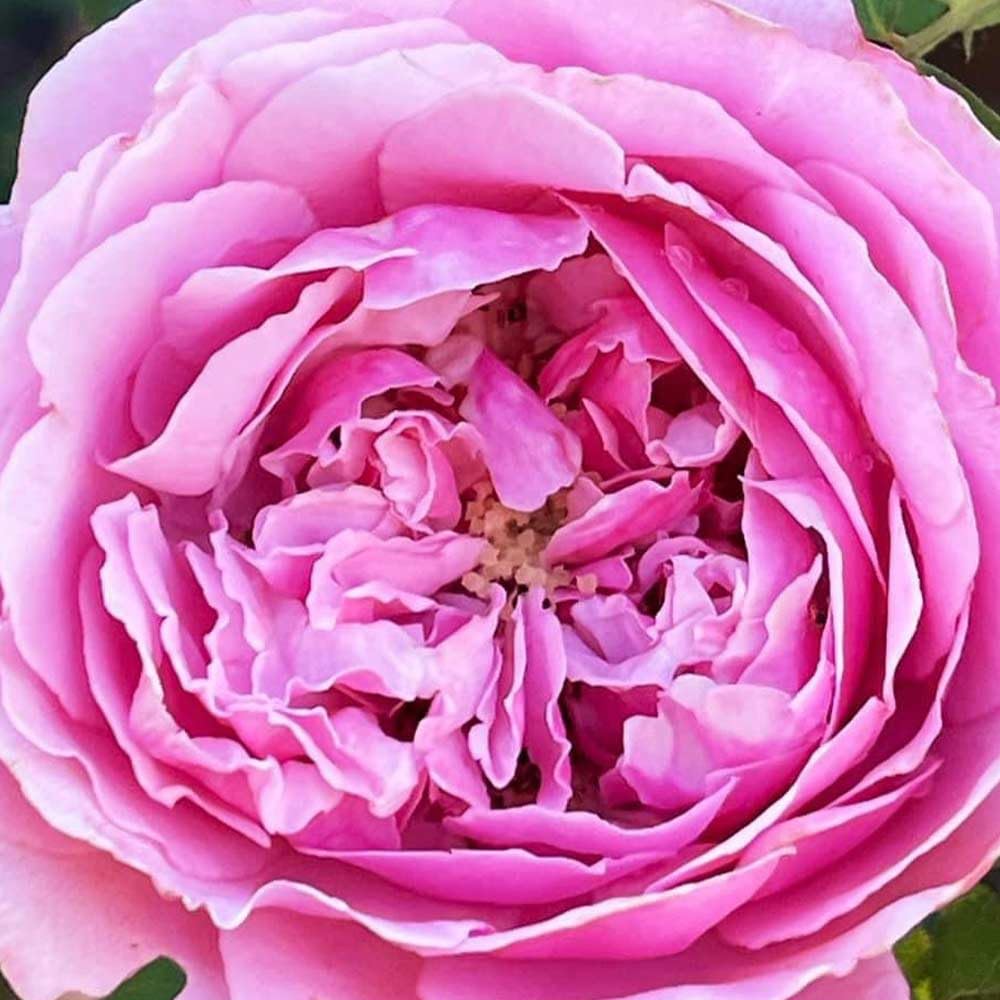 Heirloom Roses Live Fragrant Rose Plant - Sister Emmanuelle™ Pink Hybrid Tea Rose Bush for Planting Outdoors