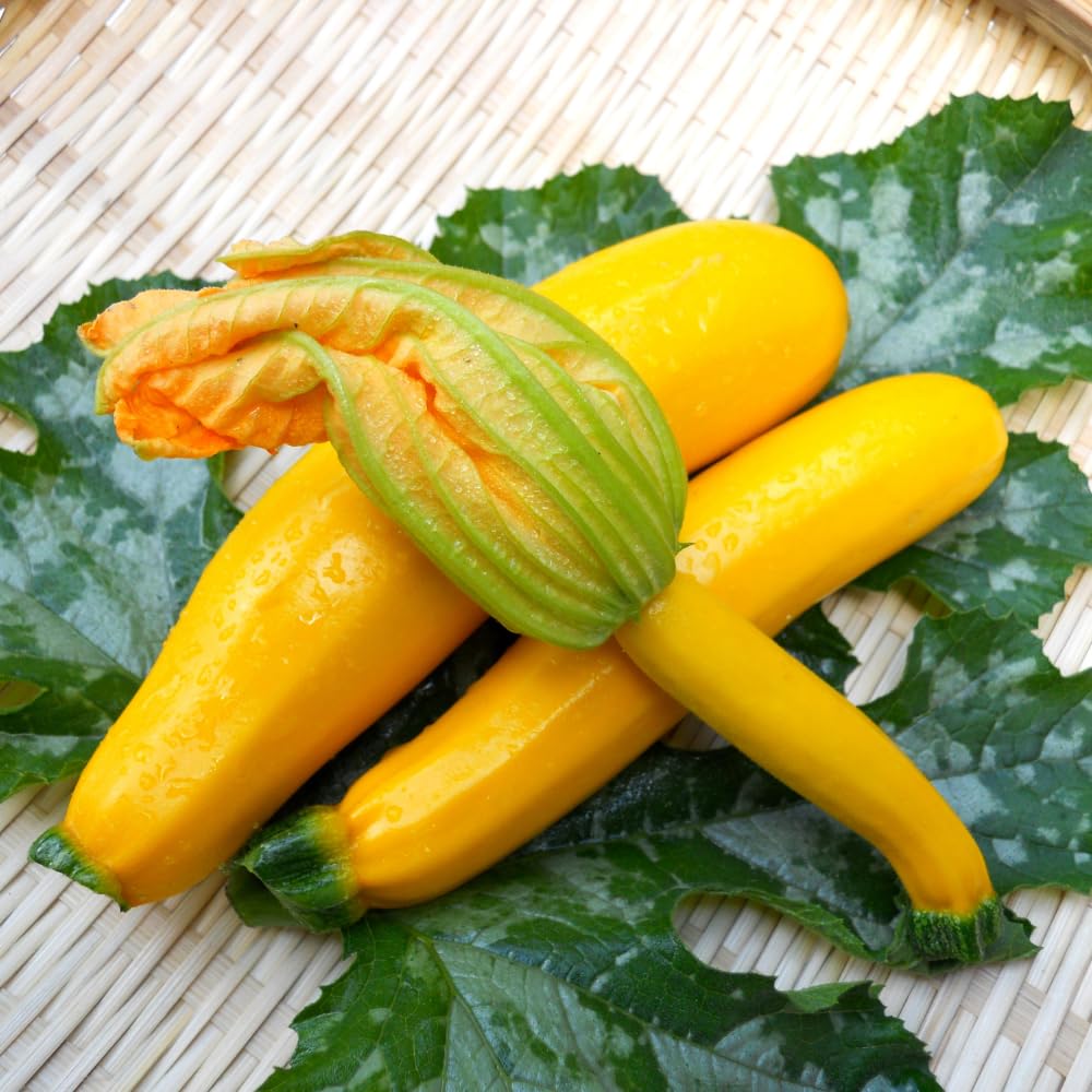 Zucchini Summer Squash Plant, Yellow Squash, 2 Plants in 4 Inch Pot, 3 to 6 Inch Tall Seedlings for Planting Outdoor Garden
