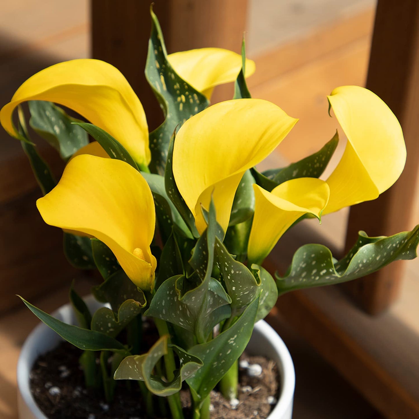 Calla Lily Plants Live Plants for Garden (4 Pack), Yellow Flowers for Delivery Prime, Potted Flowers for Garden Flowers Live Plants Outdoor Plants Live Houseplants, Calla Lily Bulbs by Plants for Pets
