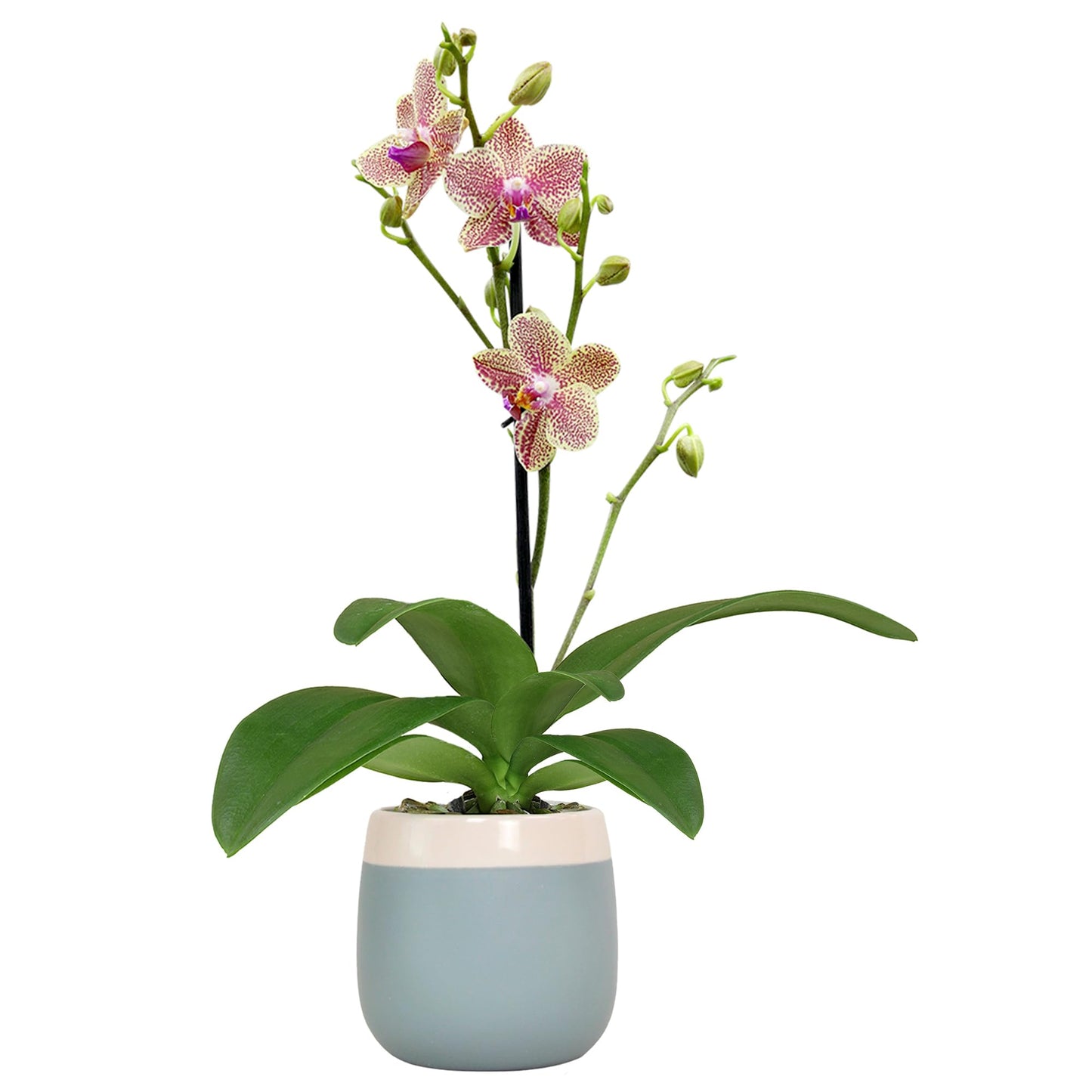 Premium Spotted Live Orchid Plant Blooming in 3.5" Blue & White Orchid Pot, Live Plants, Houseplant Gifts, Approx. 16" Tall, Pet Friendly Houseplants, Phalaenopsis Moth Flower by Plants for Pets