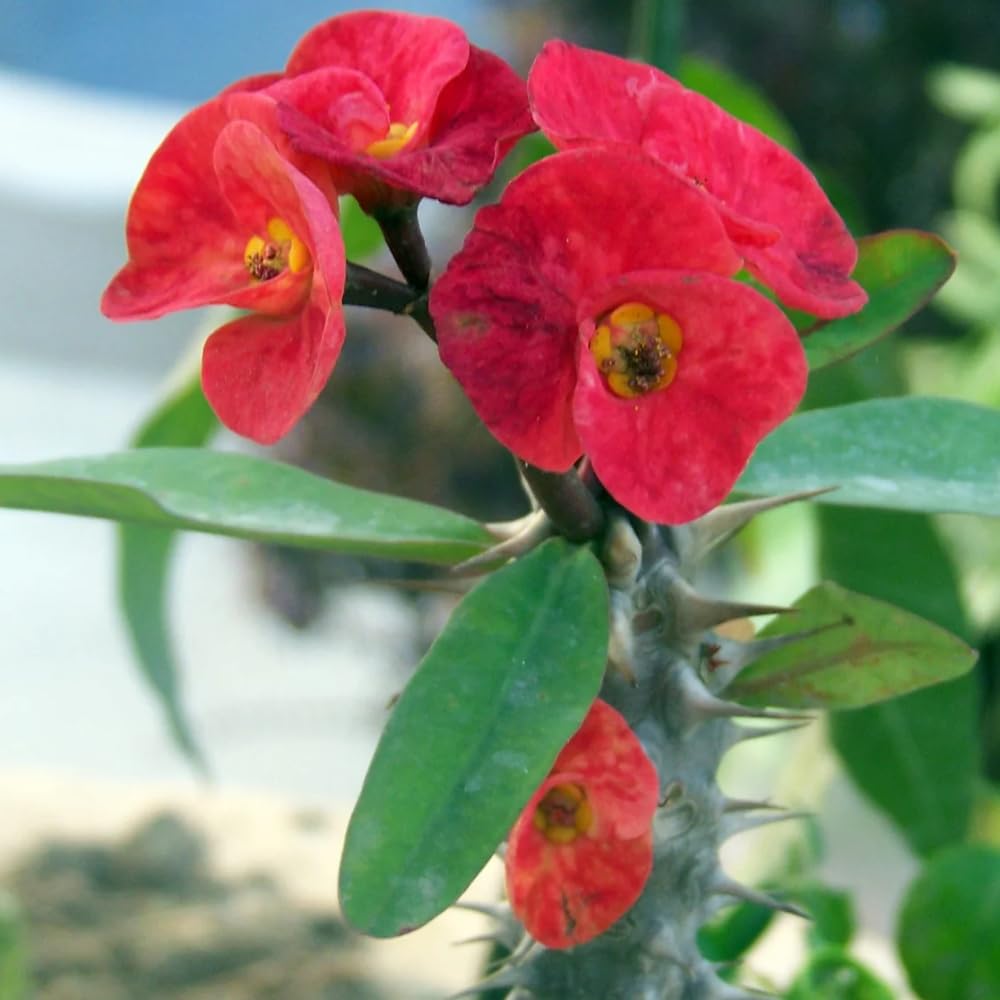 Red Crown of Thorns Plant Live, Euphorbia Milii Plant Live Potted 4 Inc, Cactus Plants Live Houseplants