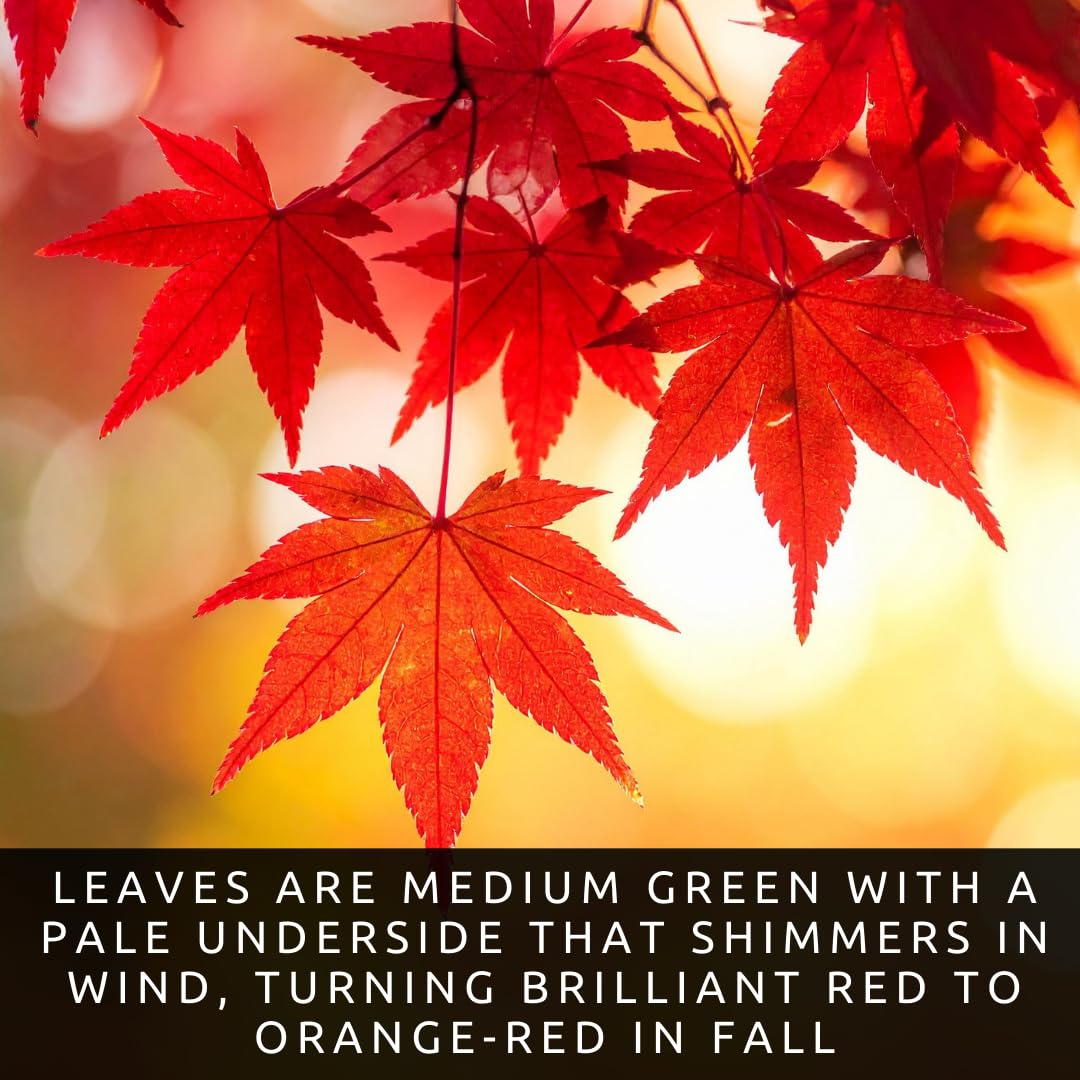 50+ Red Maple Seeds for Planting Outdoors - Heirloom Maple Tree Seeds (Acer rubrum)