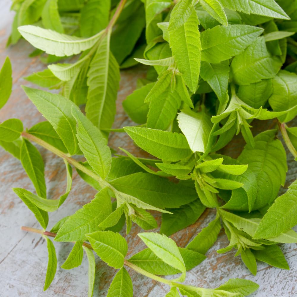 Lemon Verbena Plant, 4-Inch Tall, Well Rooted, Easy Care, Aromatic and Edible Herb Live Plant, Ideal for Containers, Patio & Outdoor Planting