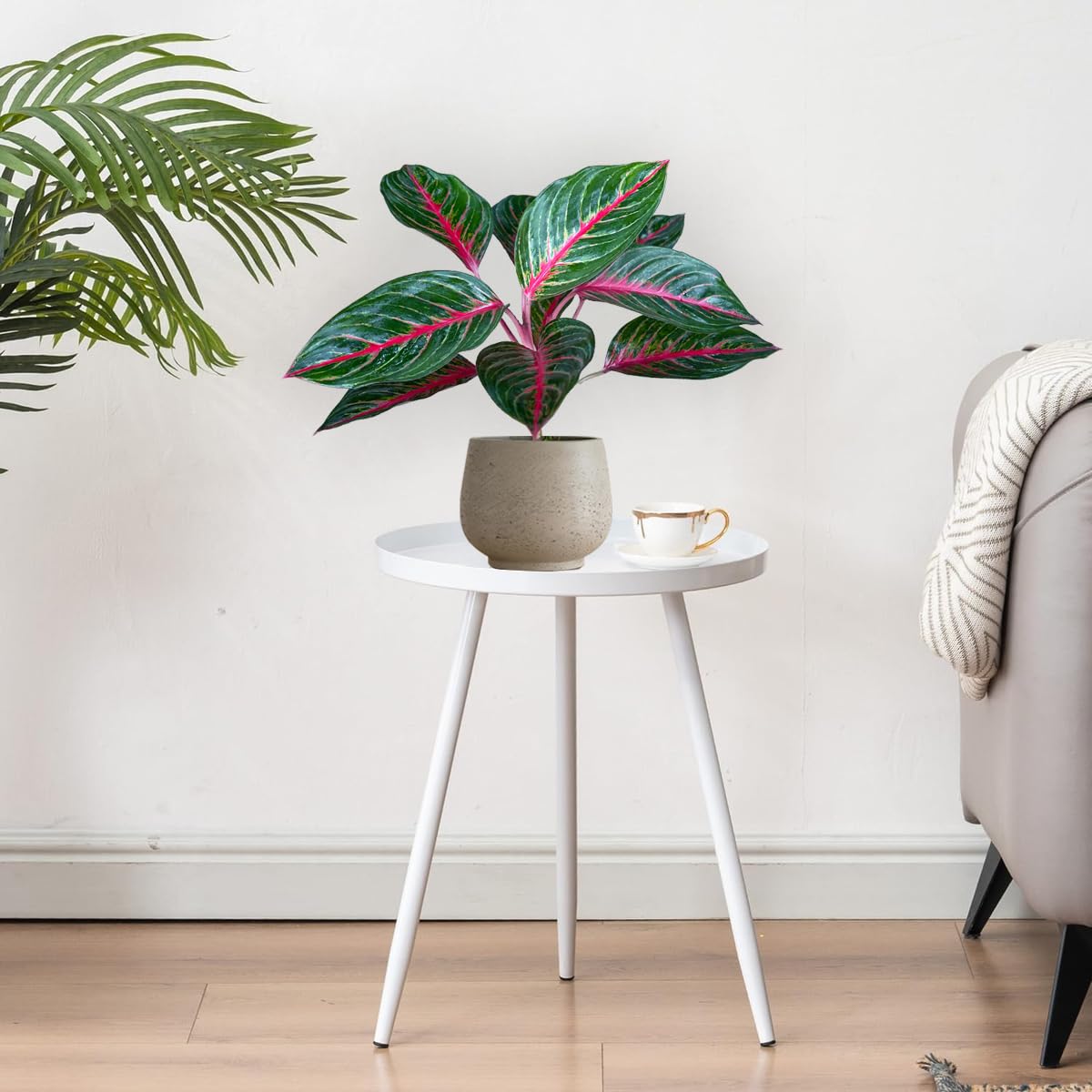 LEAL PLANTS ECUADOR Aglaonema Commutatum 'Schott' (Red Vein) – Rare Dark Foliage Chinese Evergreen – Live Indoor Plant