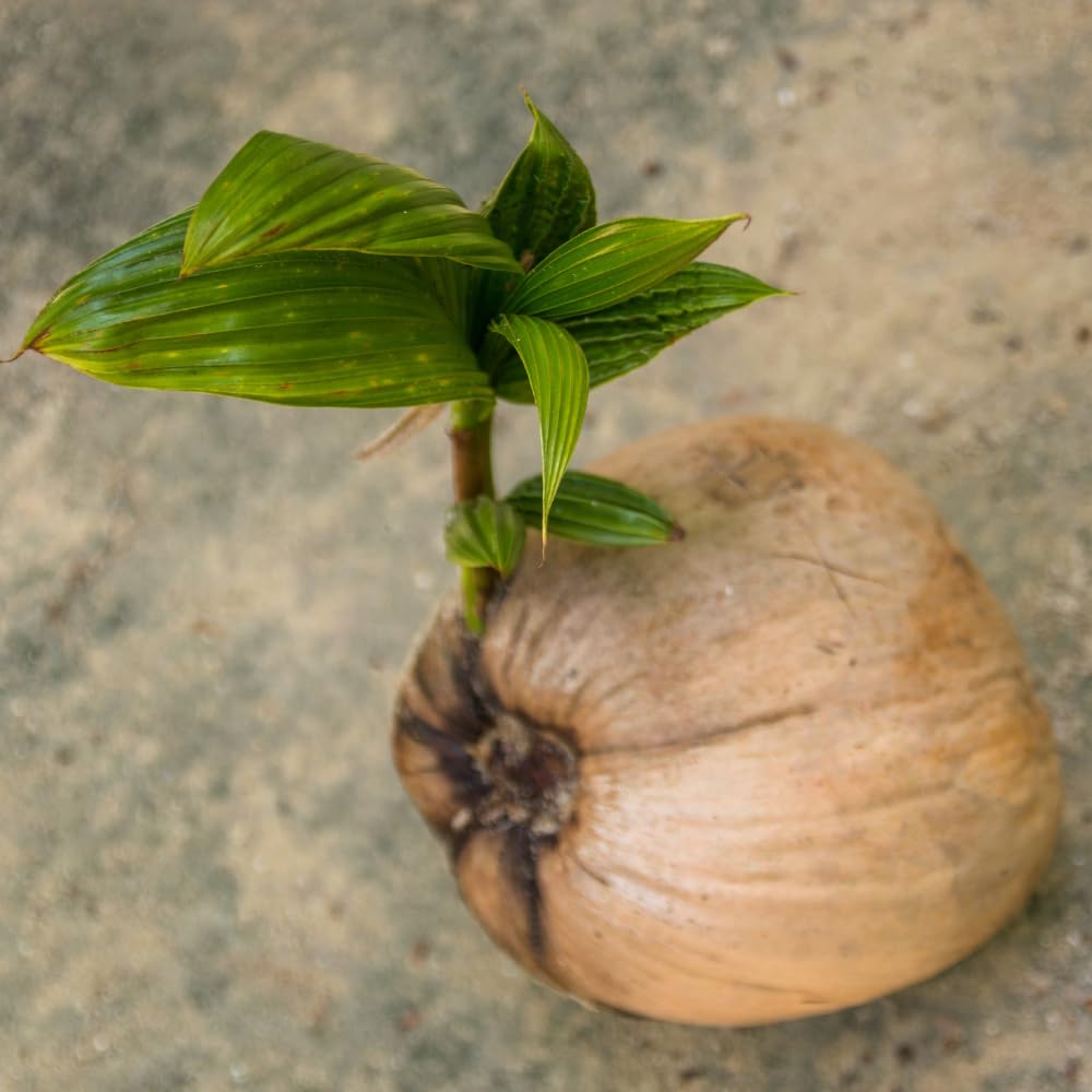 Yellow Coconut Tree Live Plants, Live Sprouted Coconut for Edible Gardening, Sweet Tropical Fruit Tree for Zones 10-11, 6-8 Inch Tall