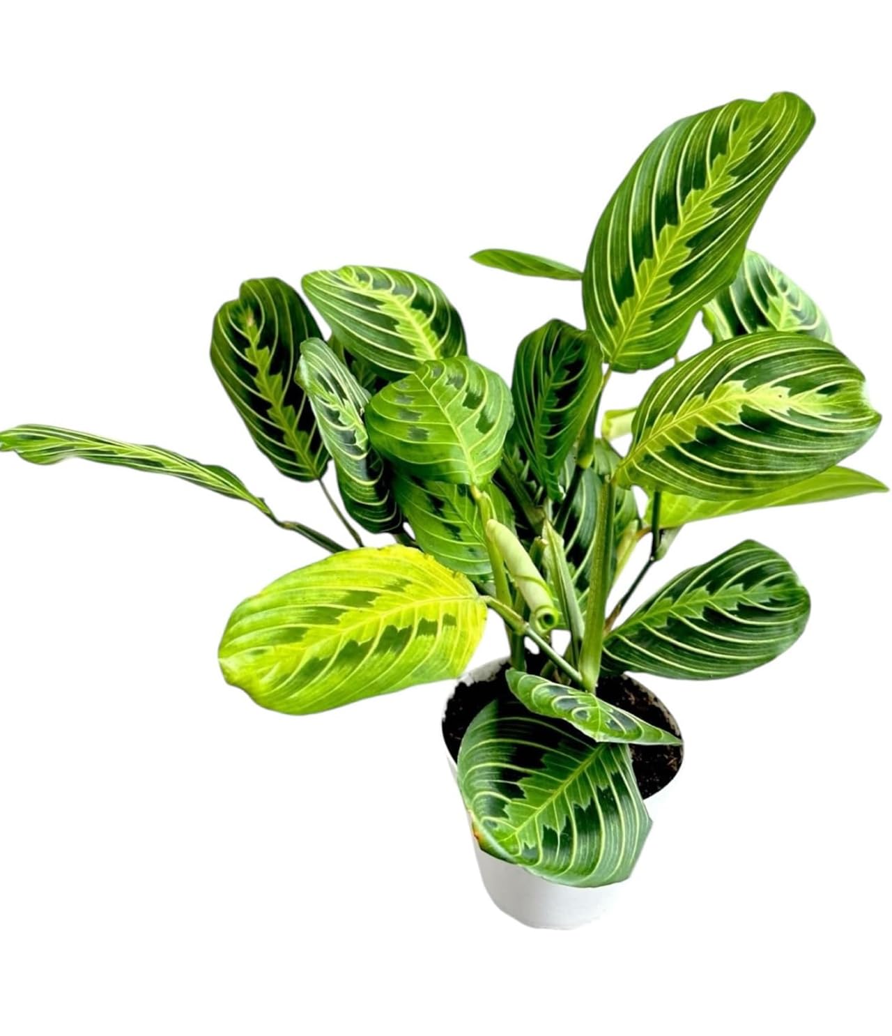 Live Plant, Lemon Lime Maranta Prayer Plant, Pet Friendly, Air Purifying, Easy Care, 12-16 inch Tall, Easy to Grow Rare Indoor Plant, Houseplant, 4 inch Pot by Hopewind Plants Shop