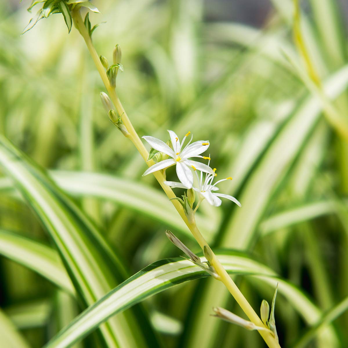 Perfect Plants Spider Plant in 6in. Midnight Blue Decor Pot | Live Houseplant for Indoor Growing | Easy to Care for & Keep Alive | Beautiful Green & White Variegated Leaves
