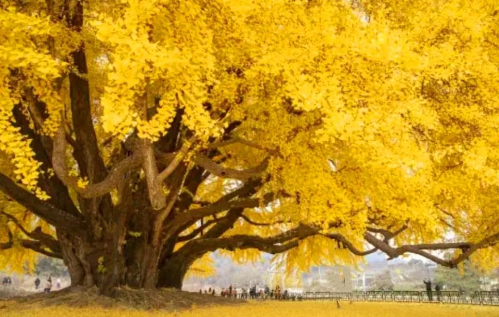 25 Ginkgo Biloba Seeds,Rare Ginkgo Unique Leaves Bright Yellow Maidenhair Tree Seeds