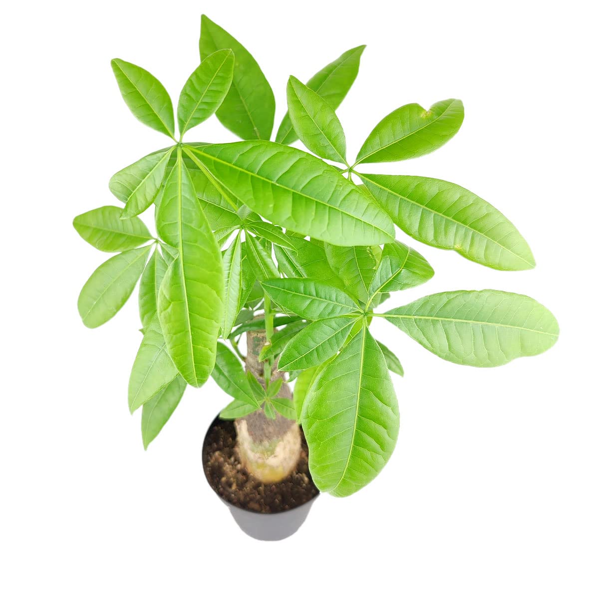 Pachira Stump Money Tree (4" Grower Pot) - Air Purifying and Live Healthy Houseplant - Easy to Grow, Easy to Care Indoor Houseplant