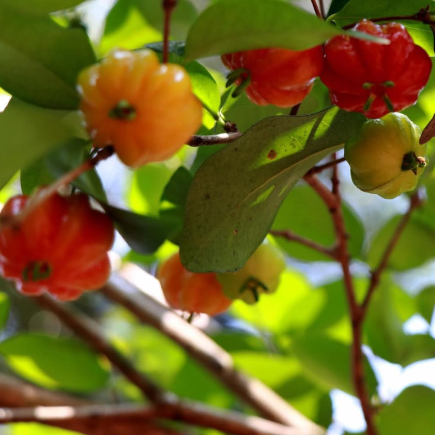 Surinam Cherry Live Plants, Sweet Fruit Tree, Cherry Bush 4-6'' Tall, Edible Fruit Tree for Garden Planting