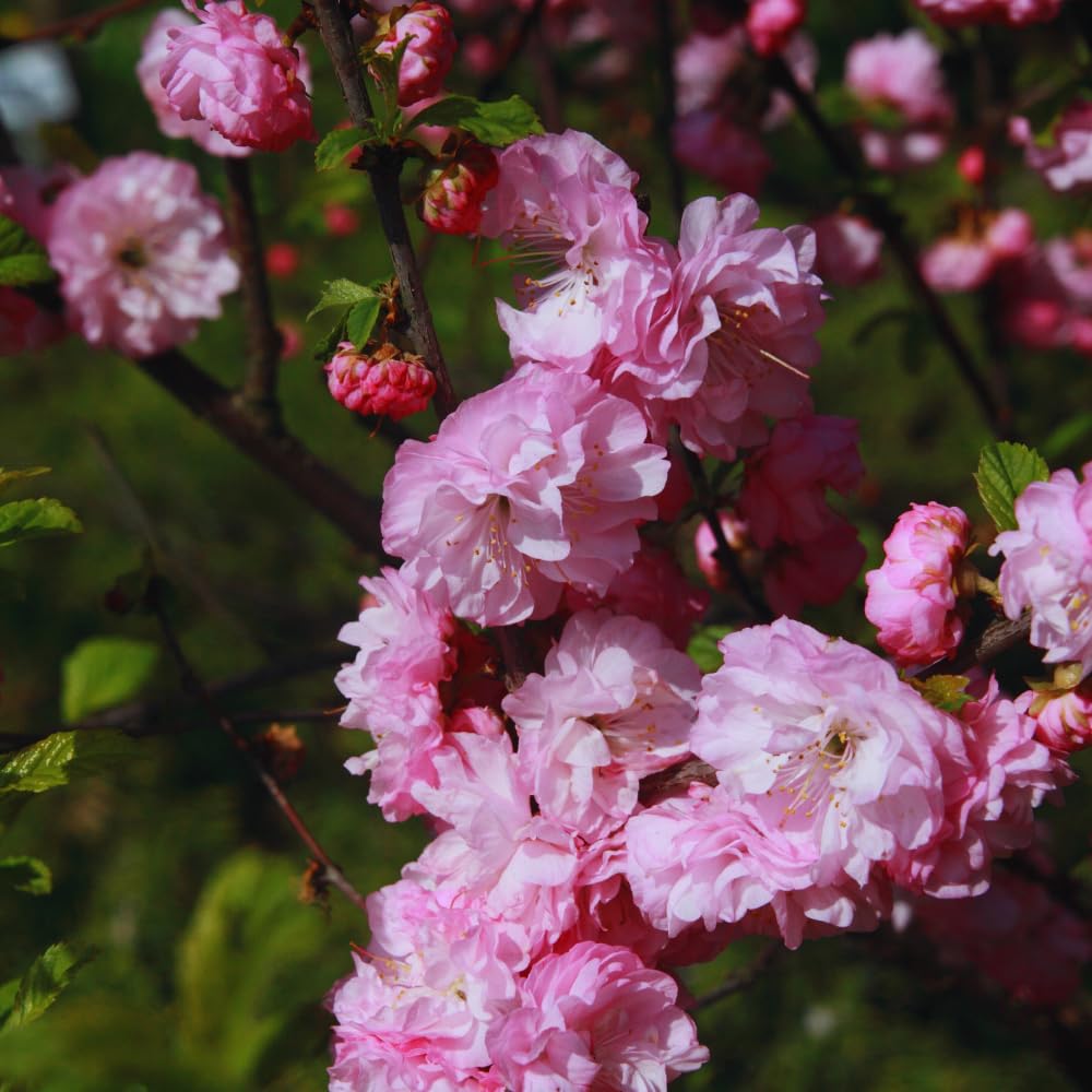 Flowering Almond Tree Live Plant, Double Pink Almond Shrub Tree Plant Live, 6 to 10 Inc Tall
