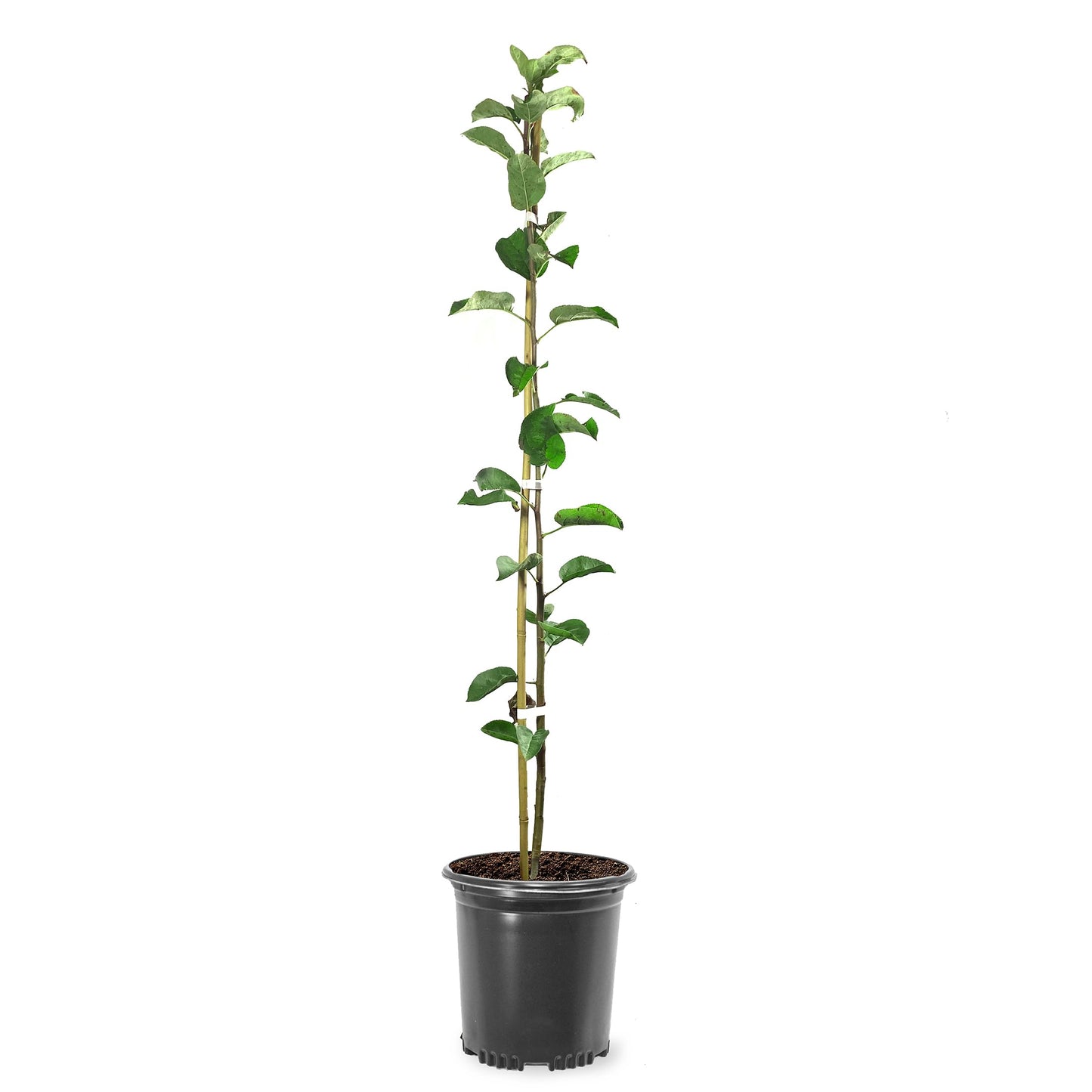 Honey Crisp Live Apple Tree, Red-Yellow Color, Sweet Tart Flavor, 1 gal Nursery Pot 2-3 ft. Tree Height (Due to Agricultural Laws, we Cannot Ship to CA, AZ, AK, or HI)