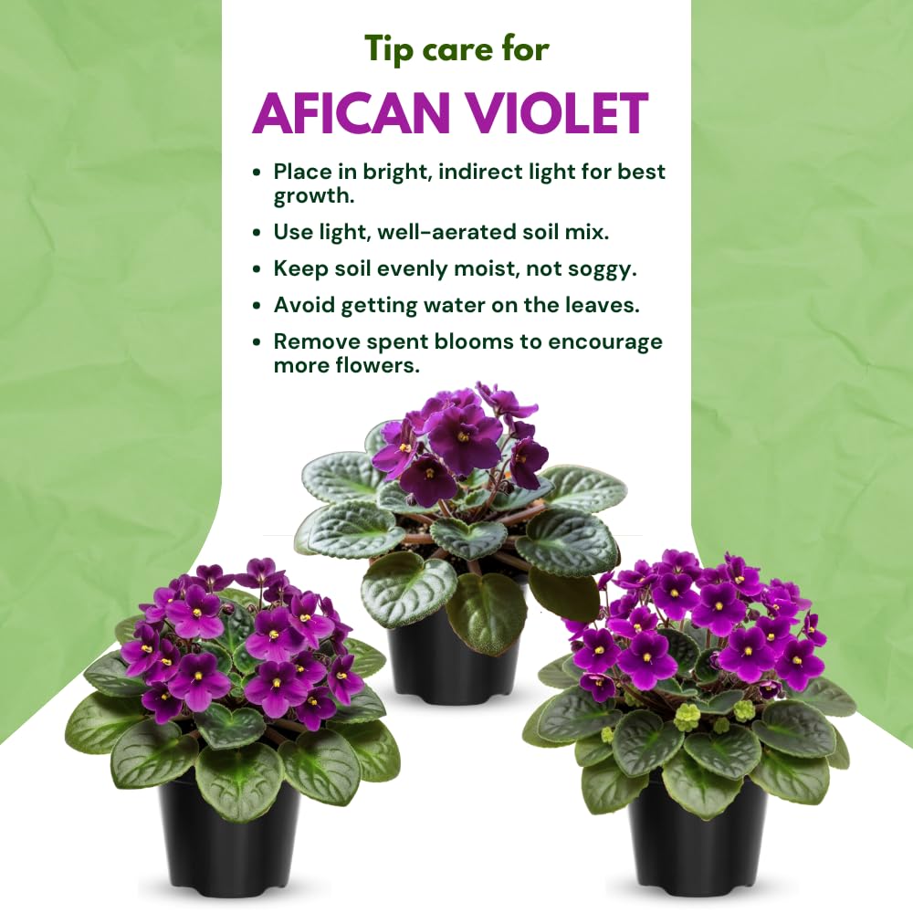 African Violet Live Plant Houseplant in 4" Pot, Blooming Indoor Plant for Home or Office with Vibrant Flowers (Purple African Violet)