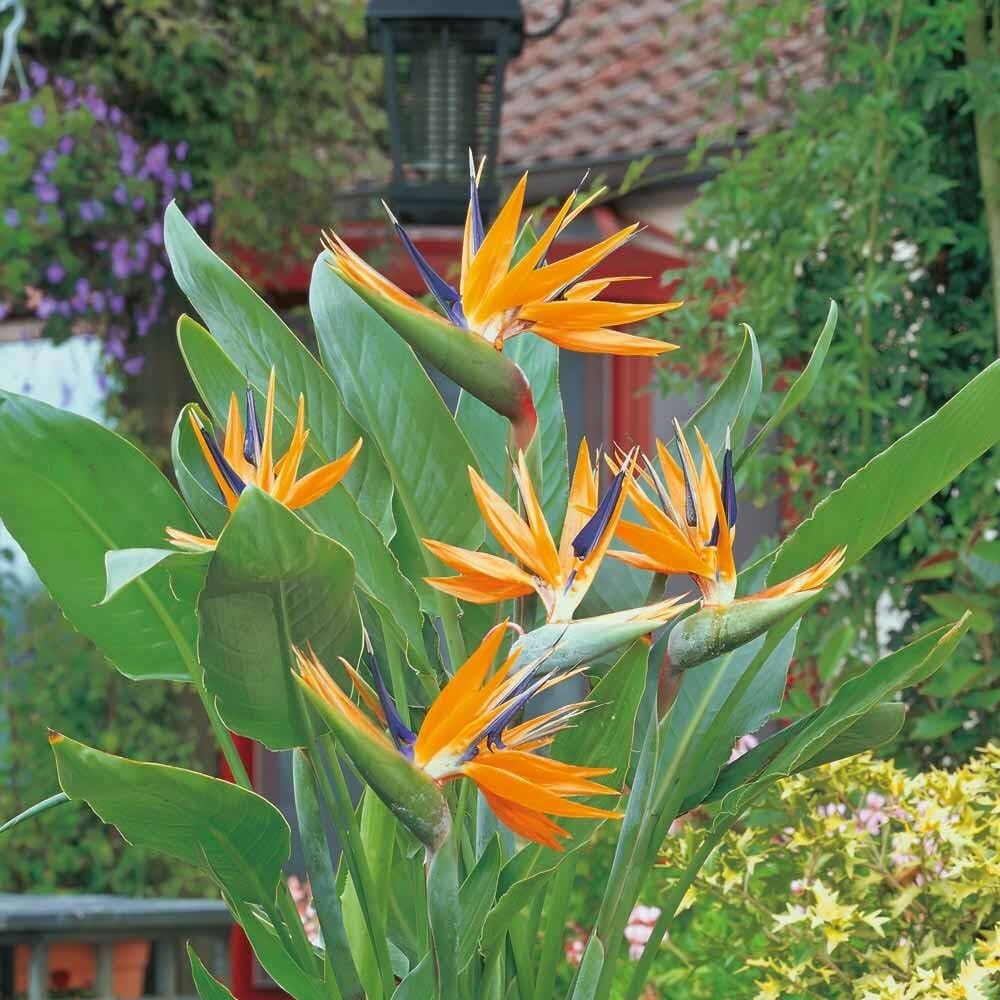 Live Plant - Orange Bird of Paradisestrelitzia Reginaerooted Plant10-12 Inches Tall