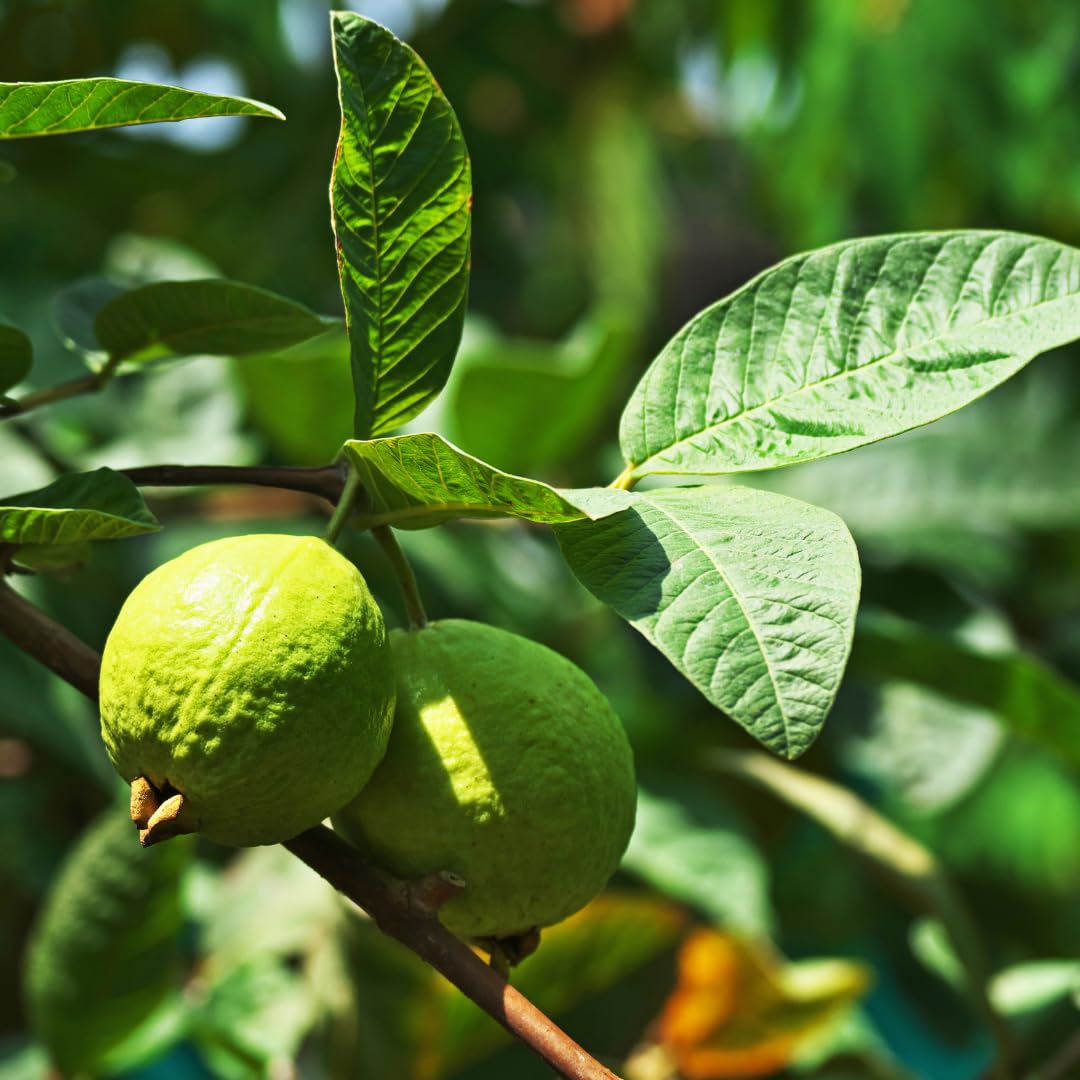 Live Grafted Ruby Guava Tree, Hardy Tropical Guava Plant, Sweet Fruit, 3 to 4 Feet Tall for Outdoor Growing