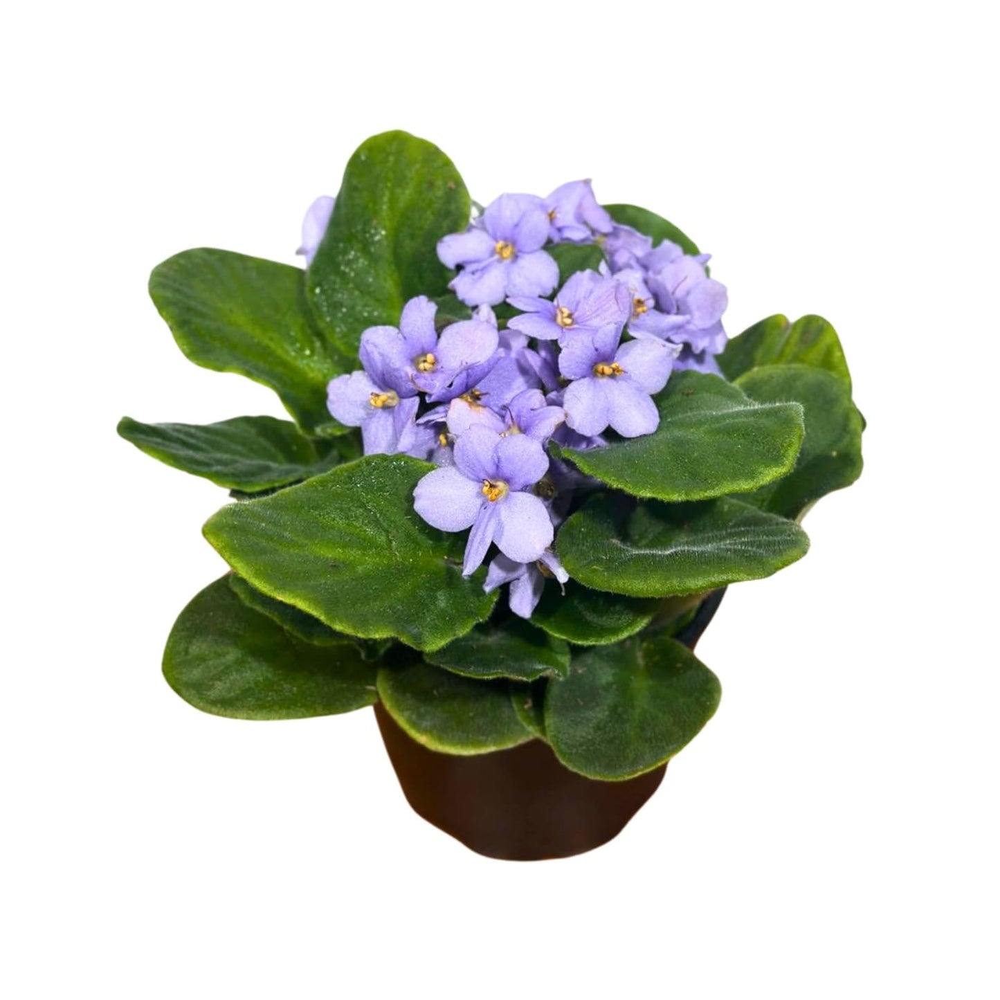 PLANTVERS African Violet Light Purple in 4” Grow Pot - Saintpaulia Ionantha - Light Puple Violets - Indoor Blooming Flower Plant - Flowering Terrarium Plant