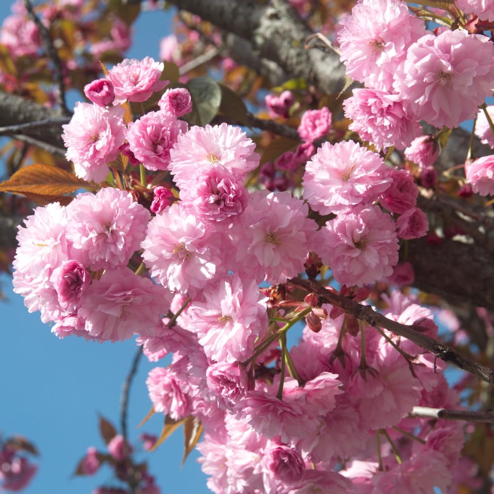 Double Pink Cherry Blossom Tree Plant, Live Cherry Blossom in Pot, 8 to 12 Inch Tall Pink Cherry Blossom Flowers Live Plant, Cherry Blossom Tree Live in Pot, Cherry Flower Starter Plant