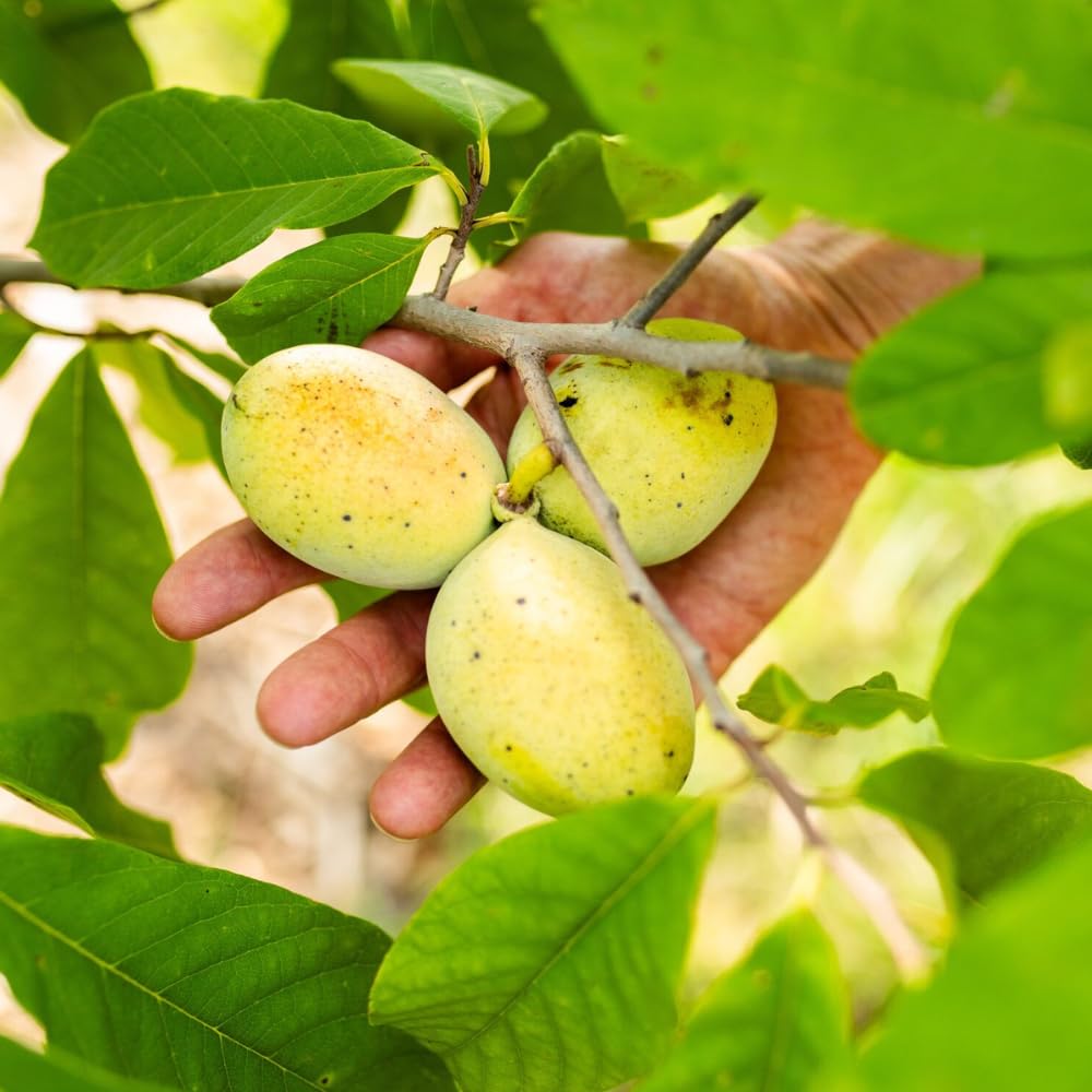 Live Pawpaw Tree 6-15 Inch Tall, Paw Paw Plant for Outdoor Planting, Quart Pot, Cold-Hardy Fruit Tree for Home Orchard