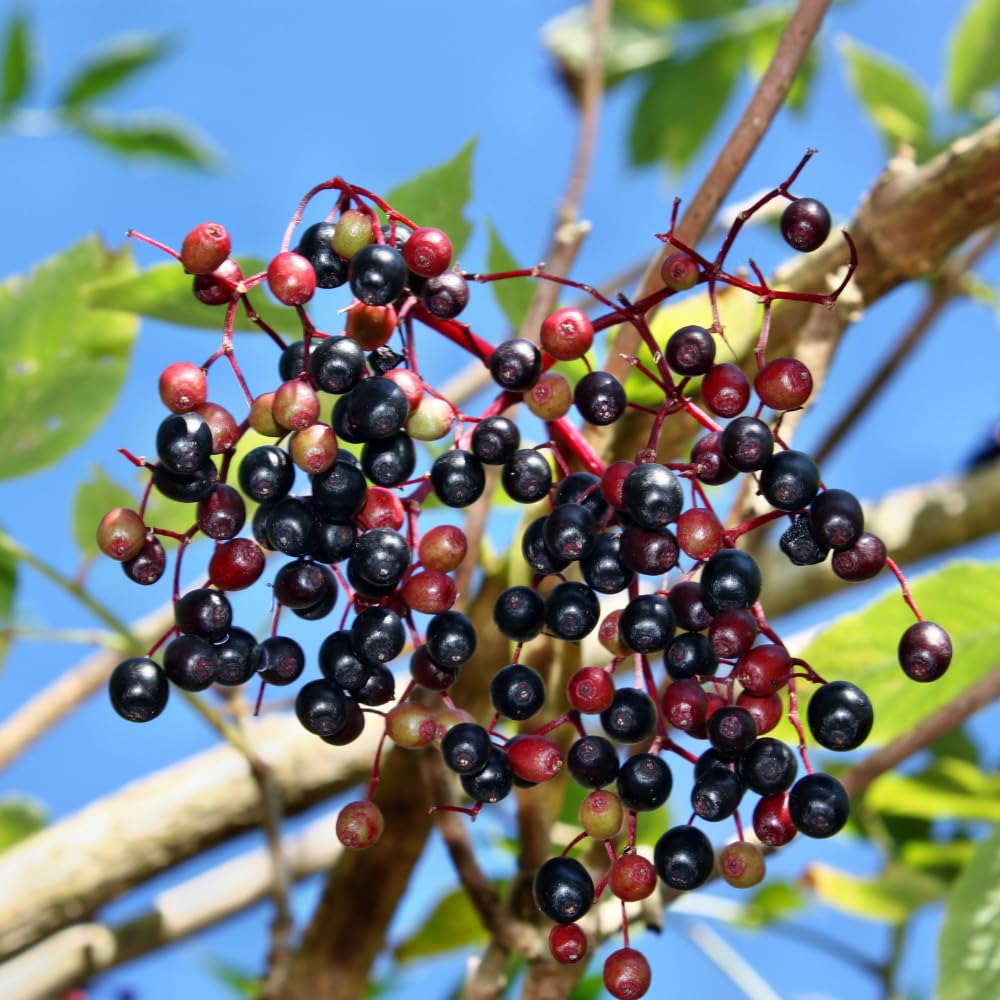 Black Elderberry Bushes Live Plant, Edible Black Elderberries Shrubs for Gardening in Quart Pot, 6-10 Inches