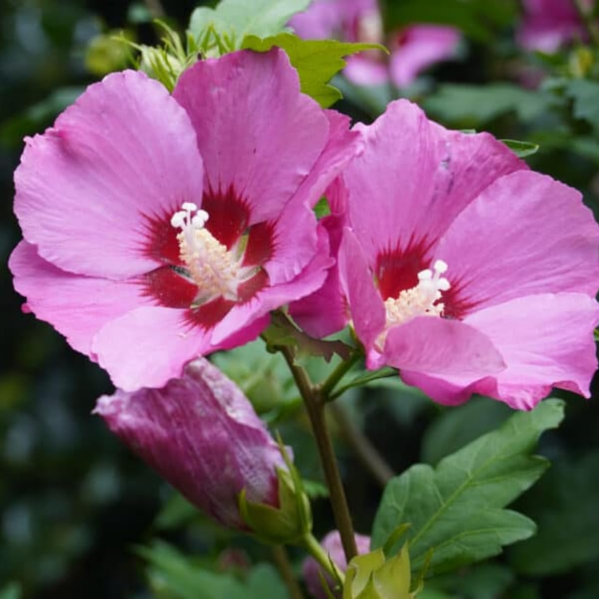Pink Rose of Sharon Live Plant, 6-12" Tall Althea Hibiscus Plants in Quart Pot, Perennial Hardy Hibiscus Plant Bush for Outdoors Garden, Dormant in Winter