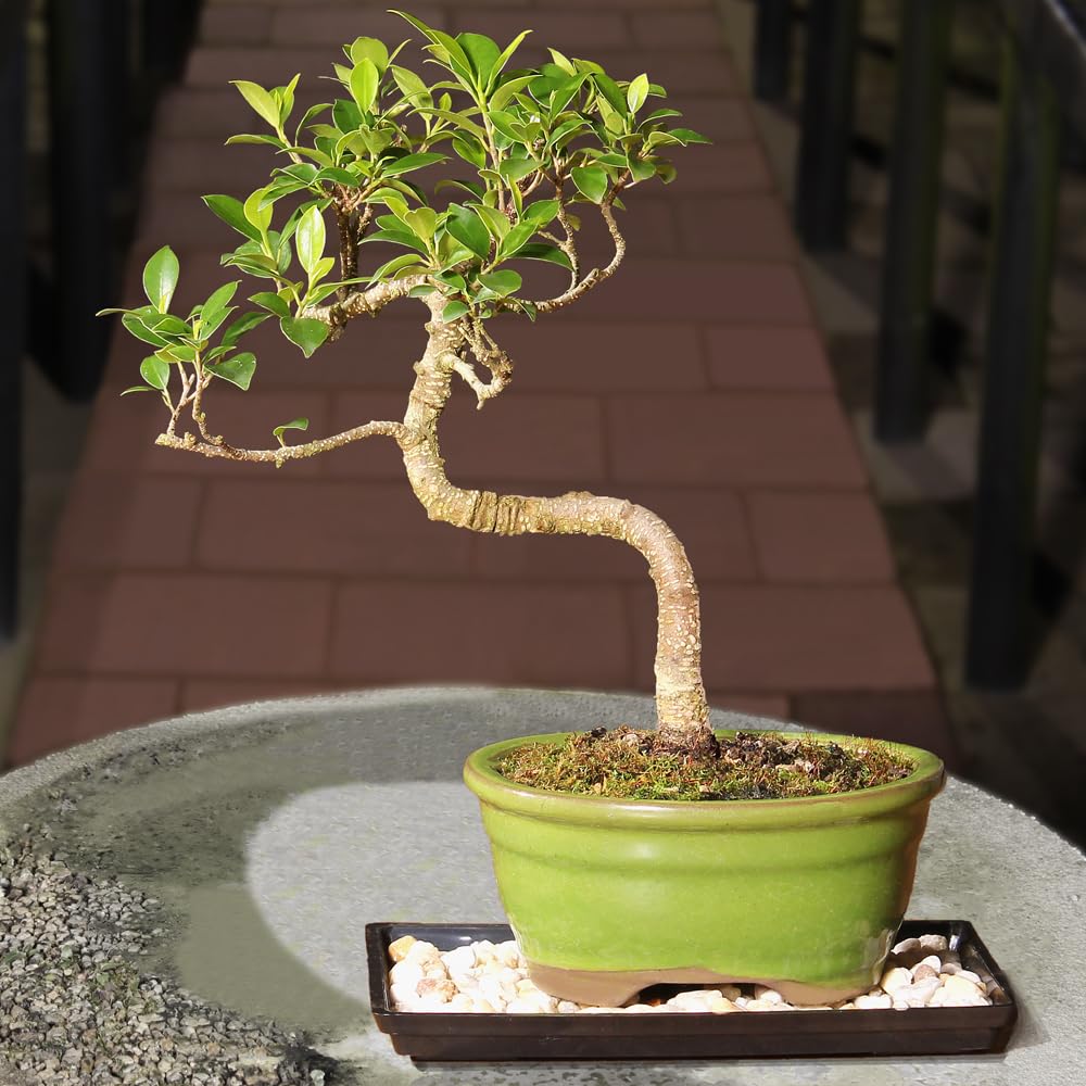 Brussel's Bonsai - Live Golden Gate Ficus Bonsai Tree with Ceramic Bonsai Pot & Humidity Tray, Indoor Bonsai Plant, 7 Years Old, 8-16 Inches Tall, Easy Care Houseplant for Home or Office (Medium)